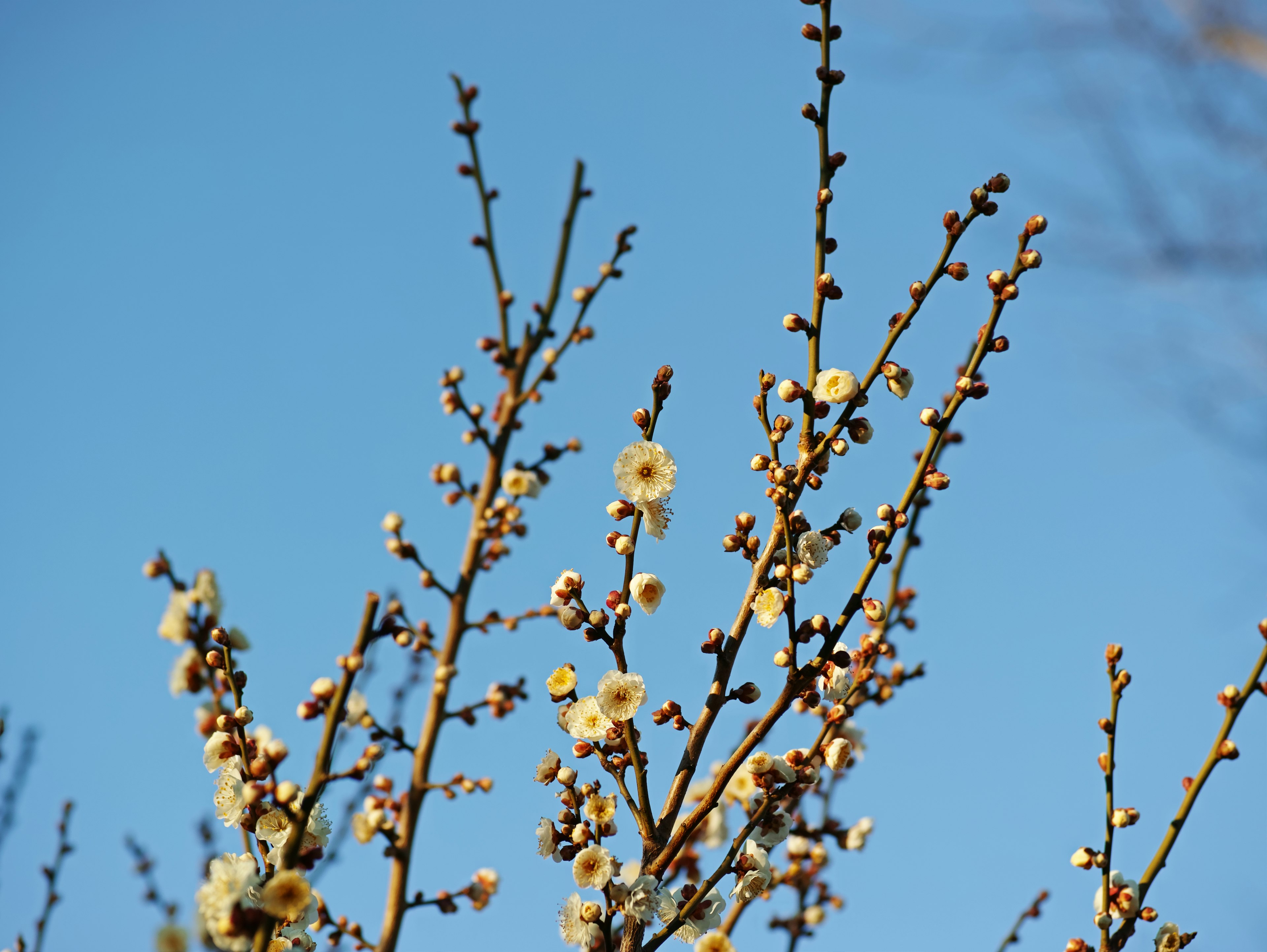 青空の下に咲く梅の花とつぼみの枝