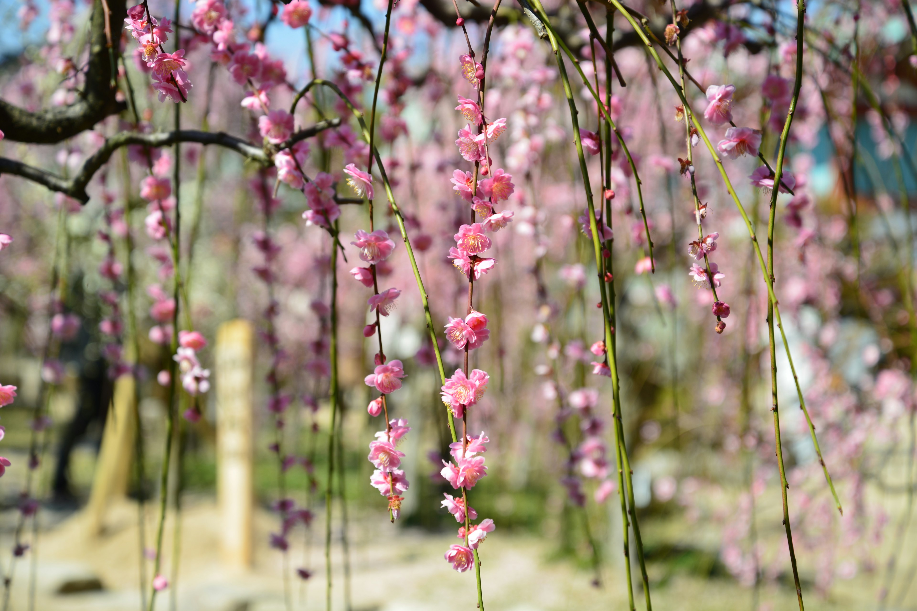 Primo piano di bellissimi fiori rosa appesi ai rami