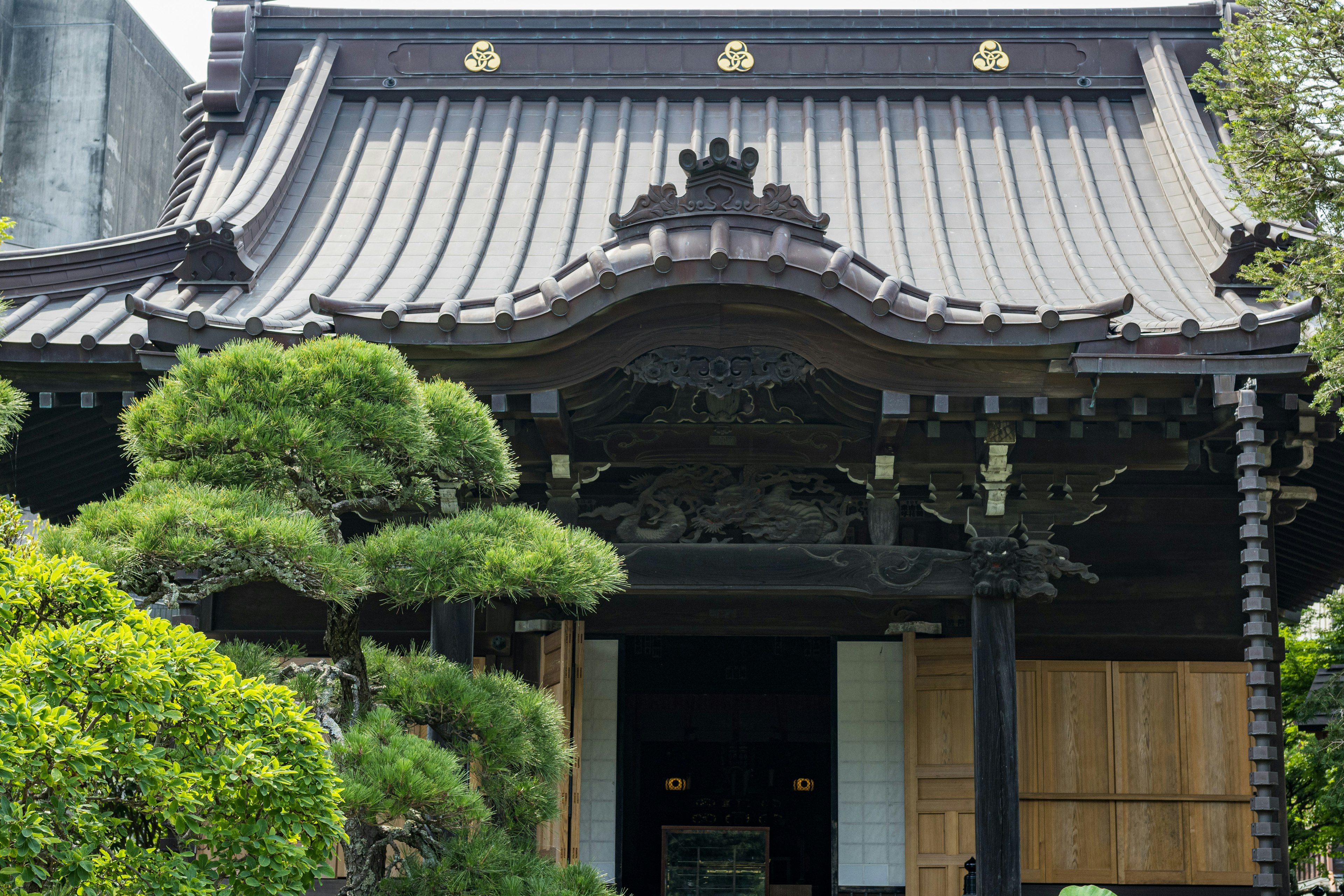 黒い屋根の伝統的な日本家屋と美しい庭の松