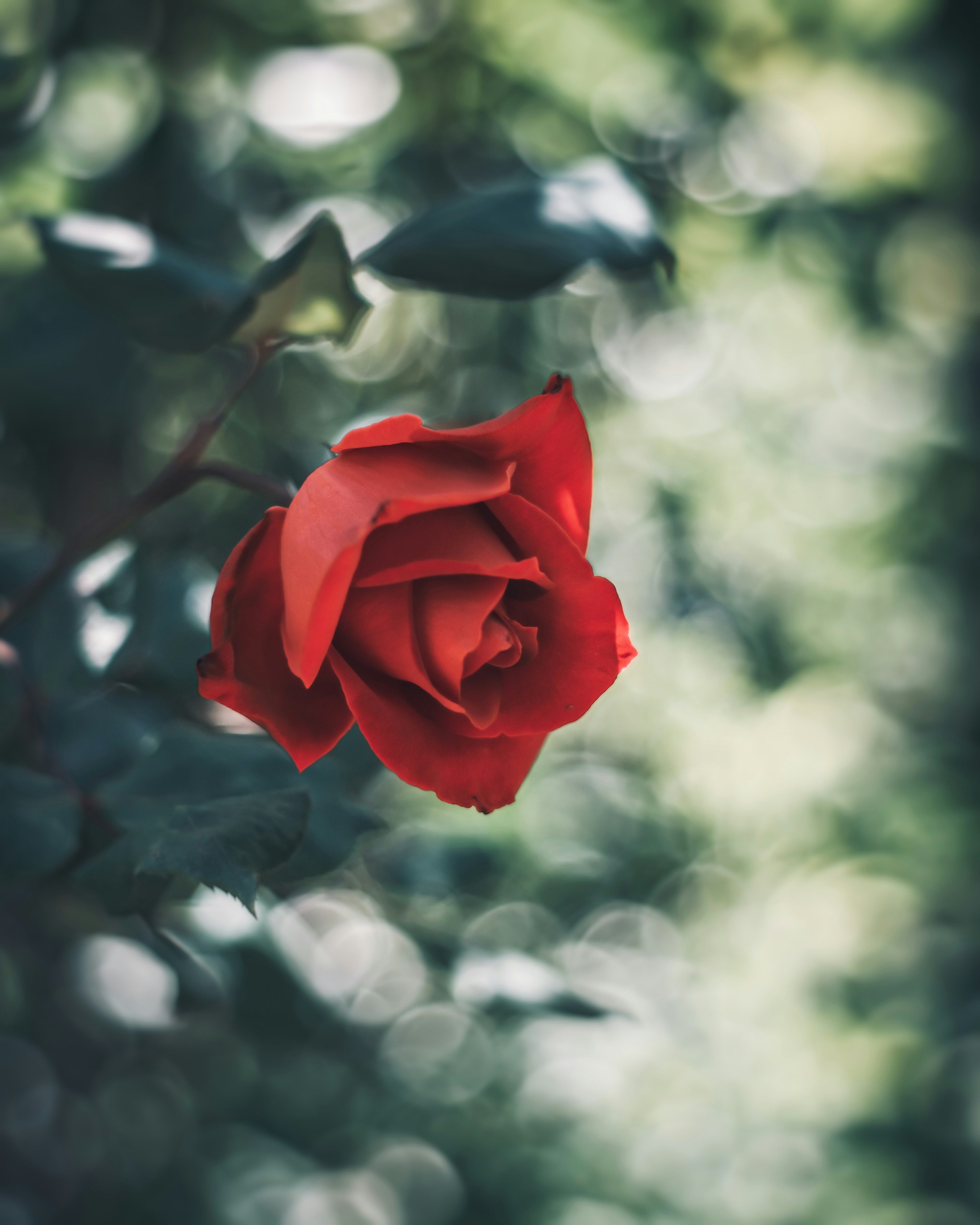 Une rose rouge vibrante se détache sur un fond vert