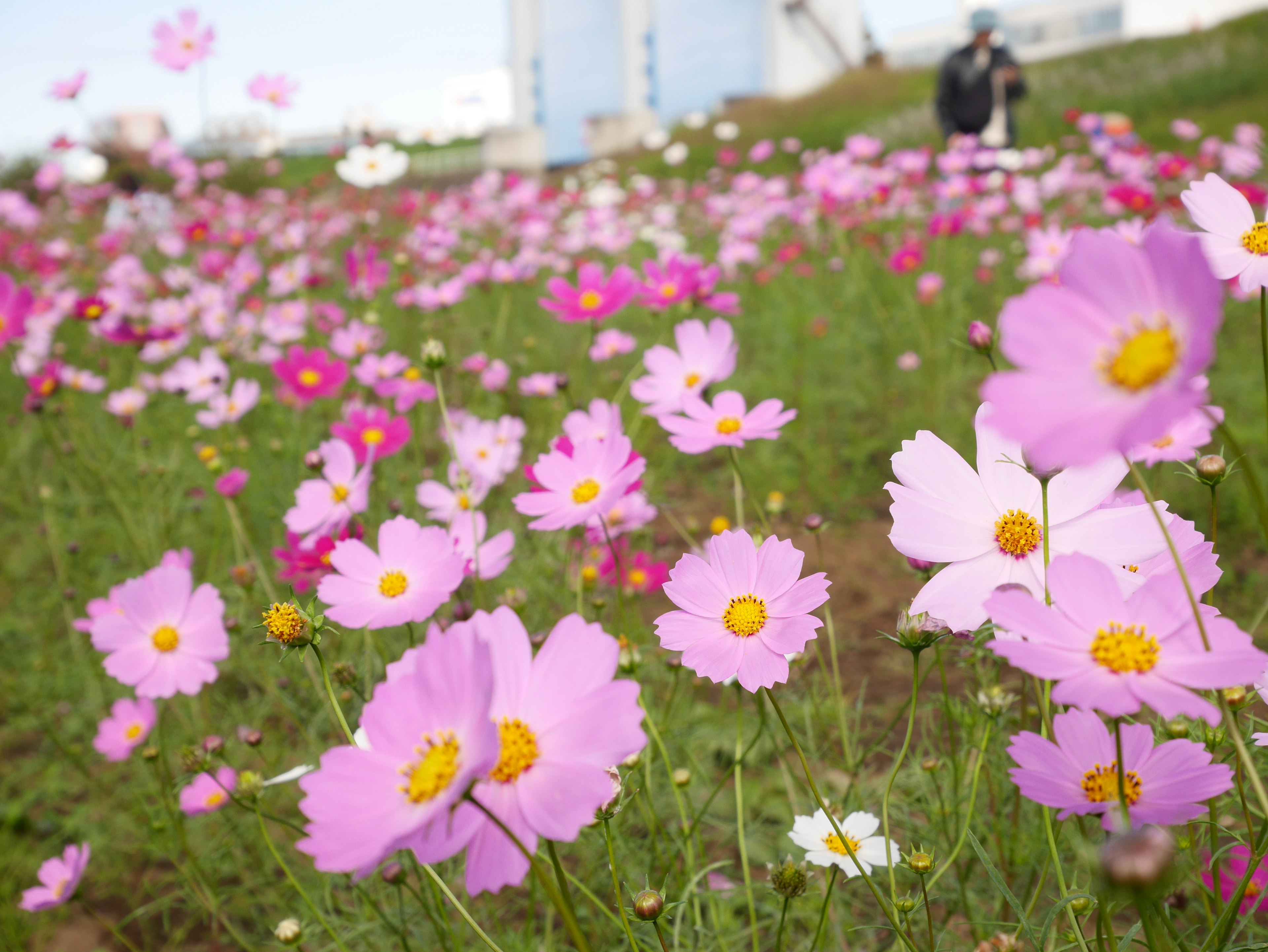 Field of blooming pink cosmos flowers with a blurred background