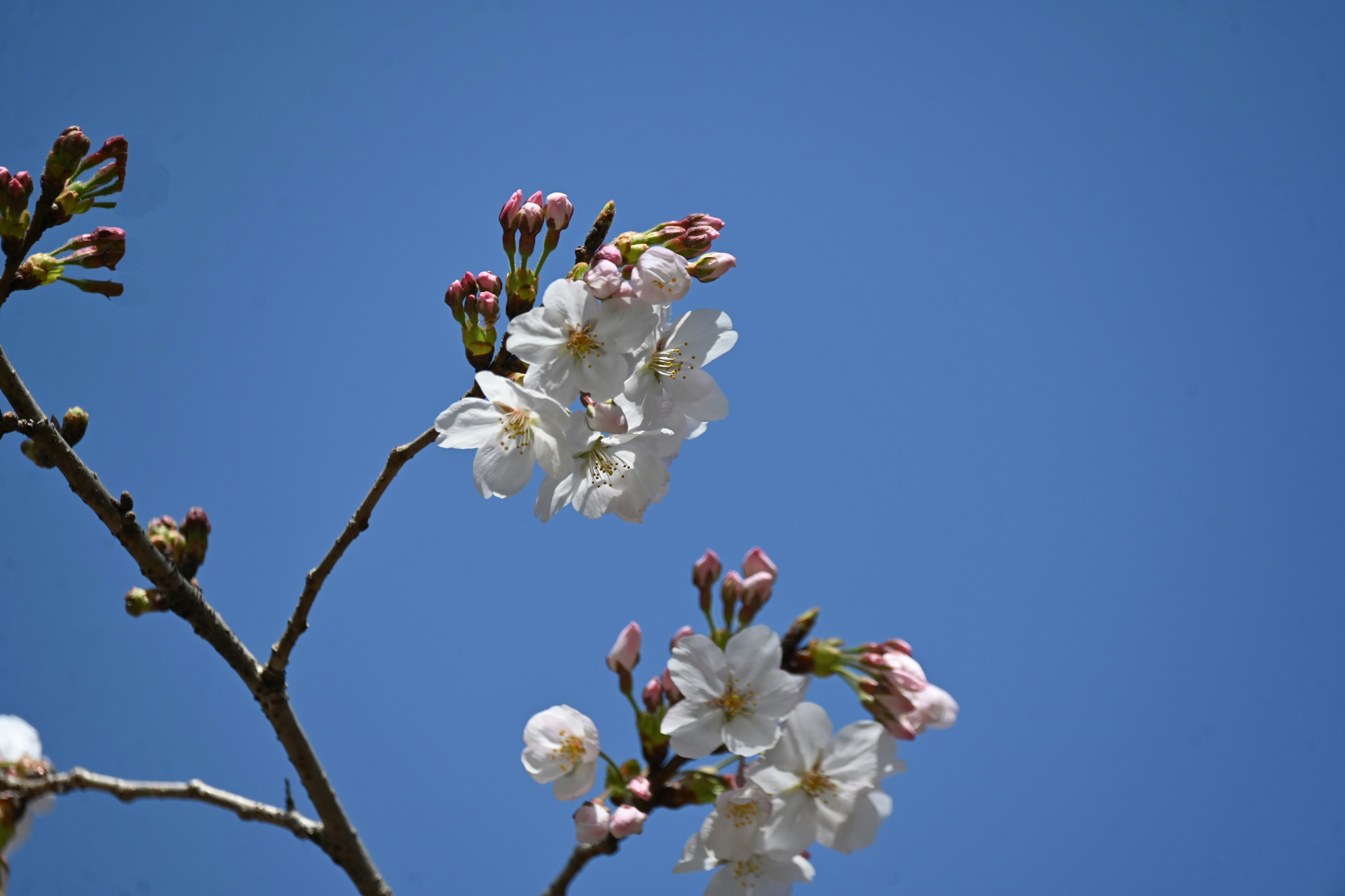 Primer plano de flores de cerezo y botones contra un cielo azul