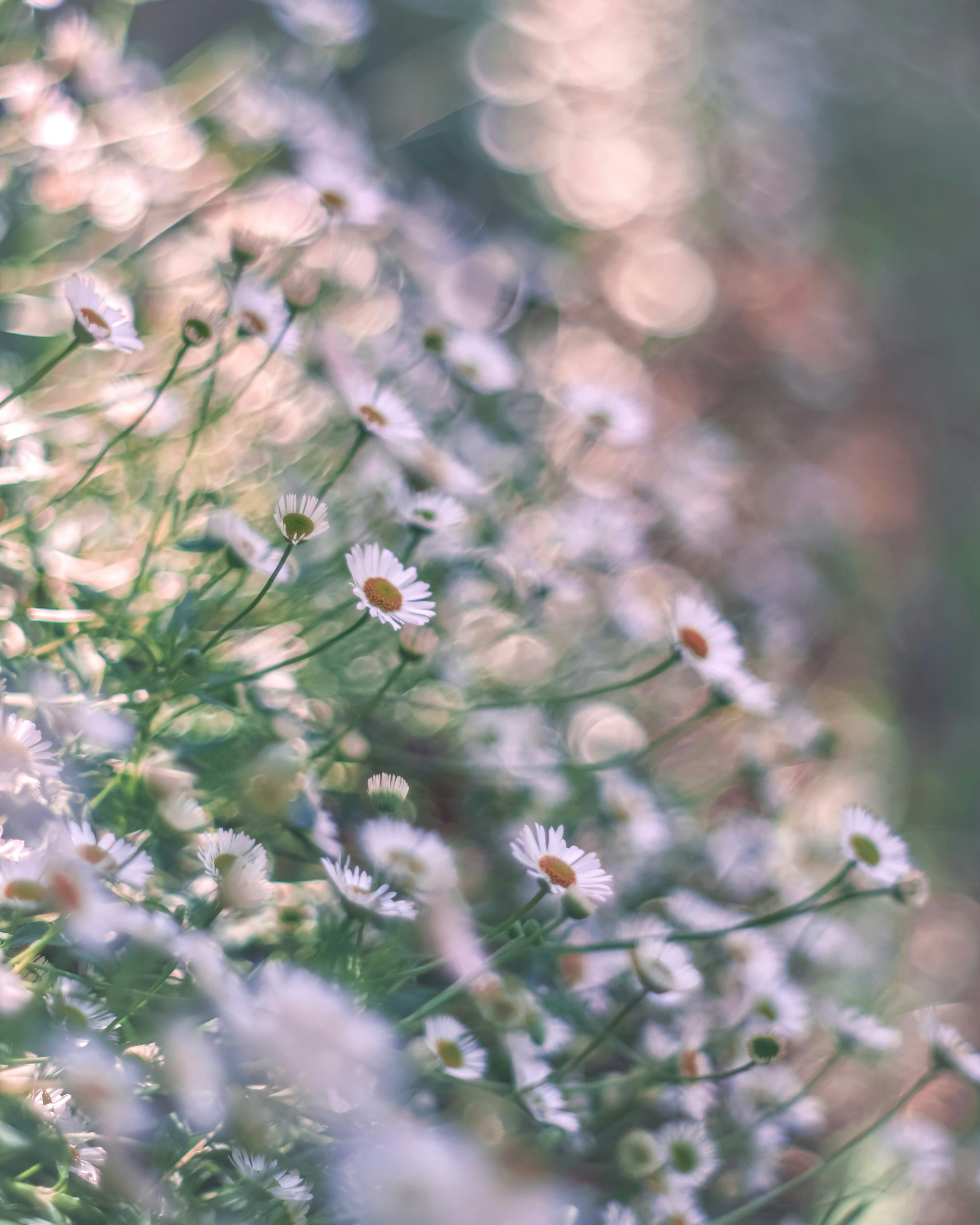 Ansammlung kleiner weißer Blumen mit einem sanften lila Hintergrund