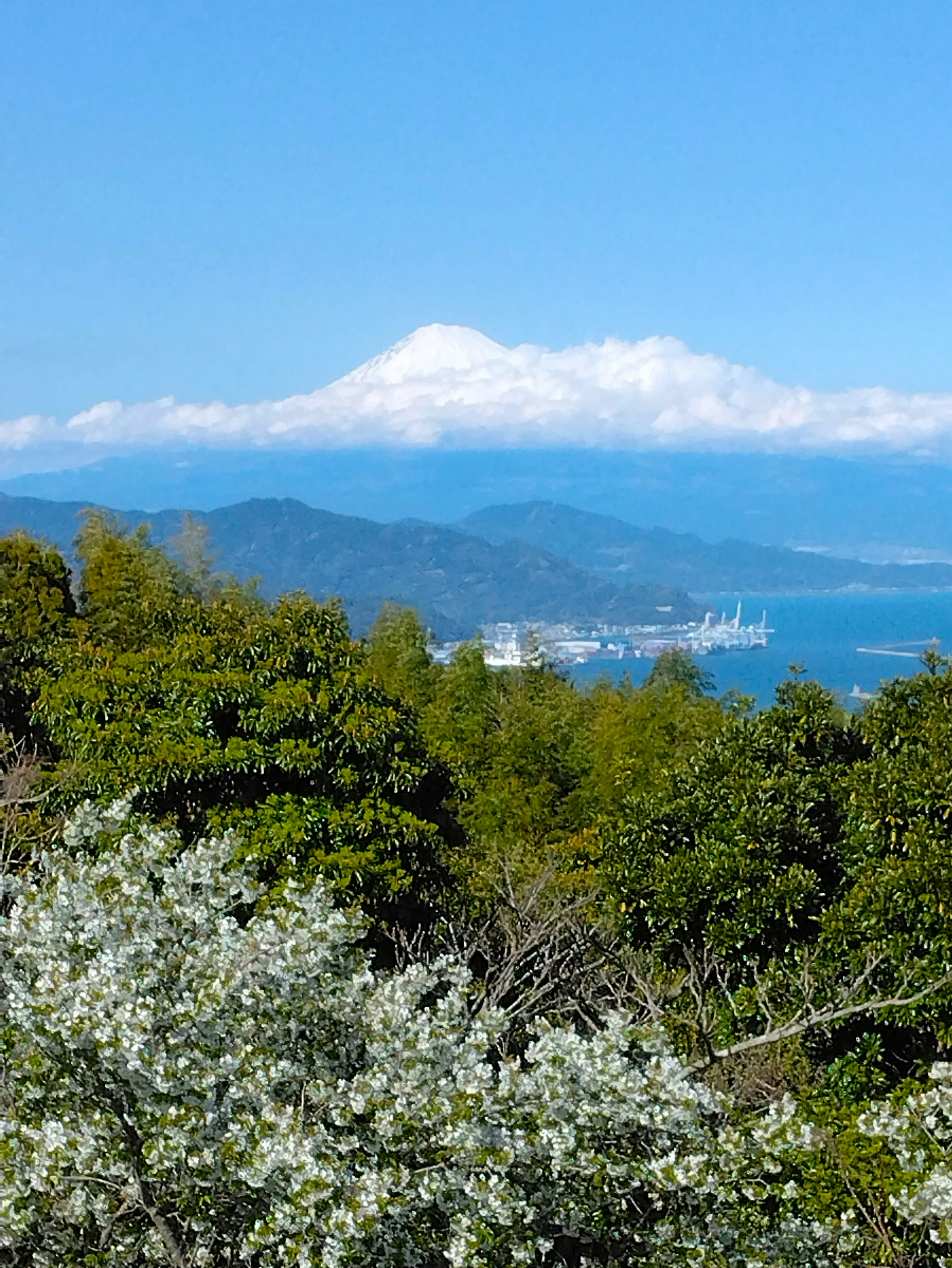 青い空の下に雪をかぶった山と緑の木々が広がる風景