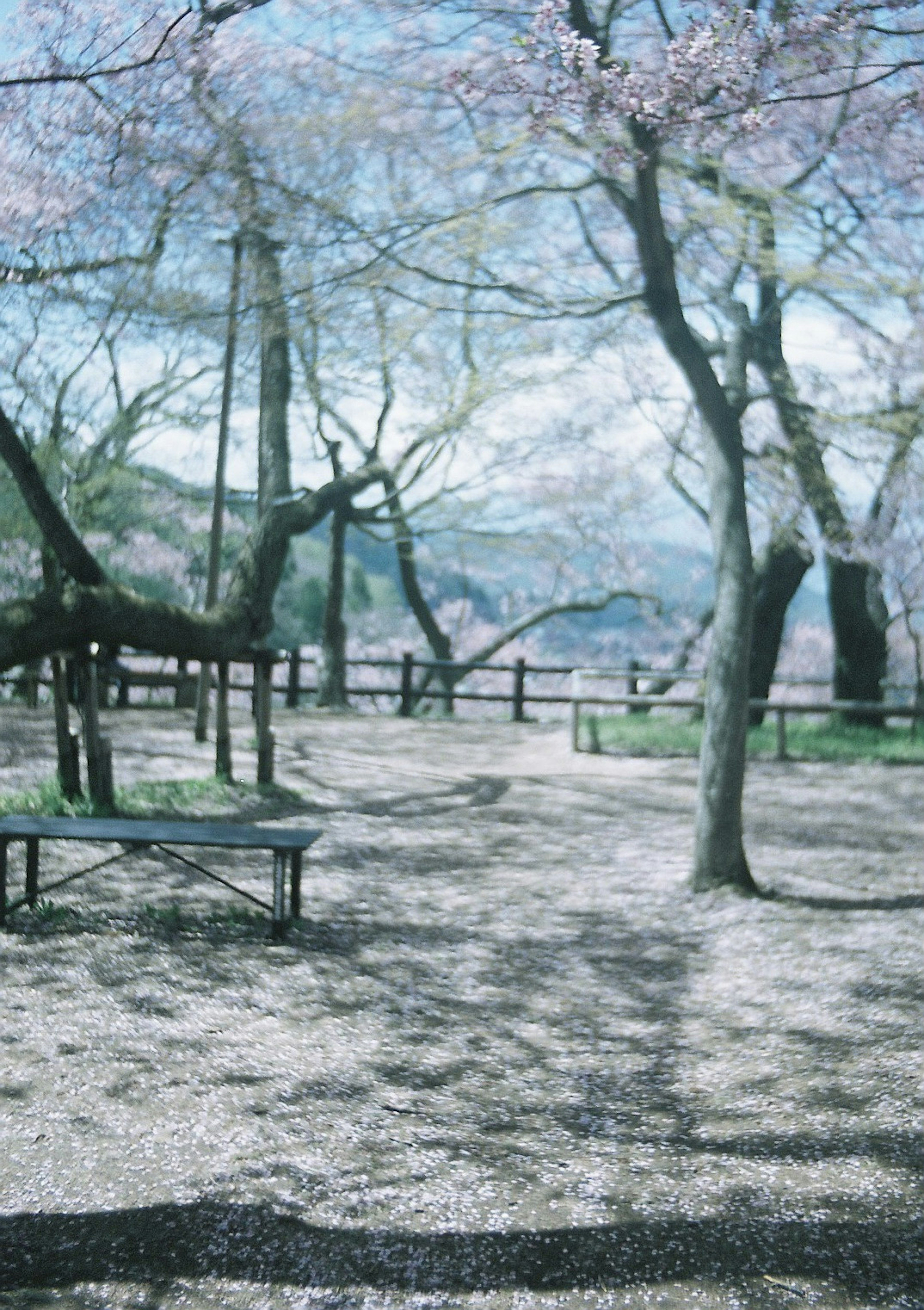 Pemandangan taman dengan pohon sakura bangku dan meja di area tenang