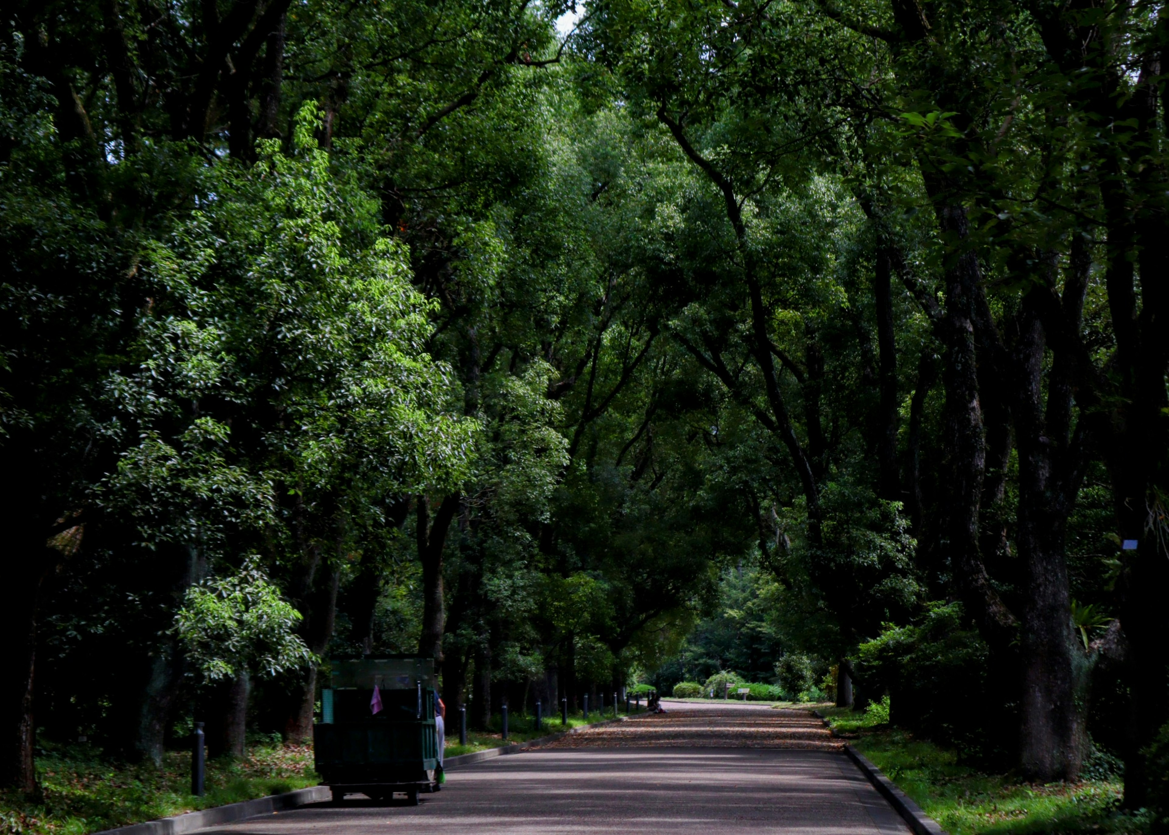 Route tranquille entourée d'arbres verts luxuriants