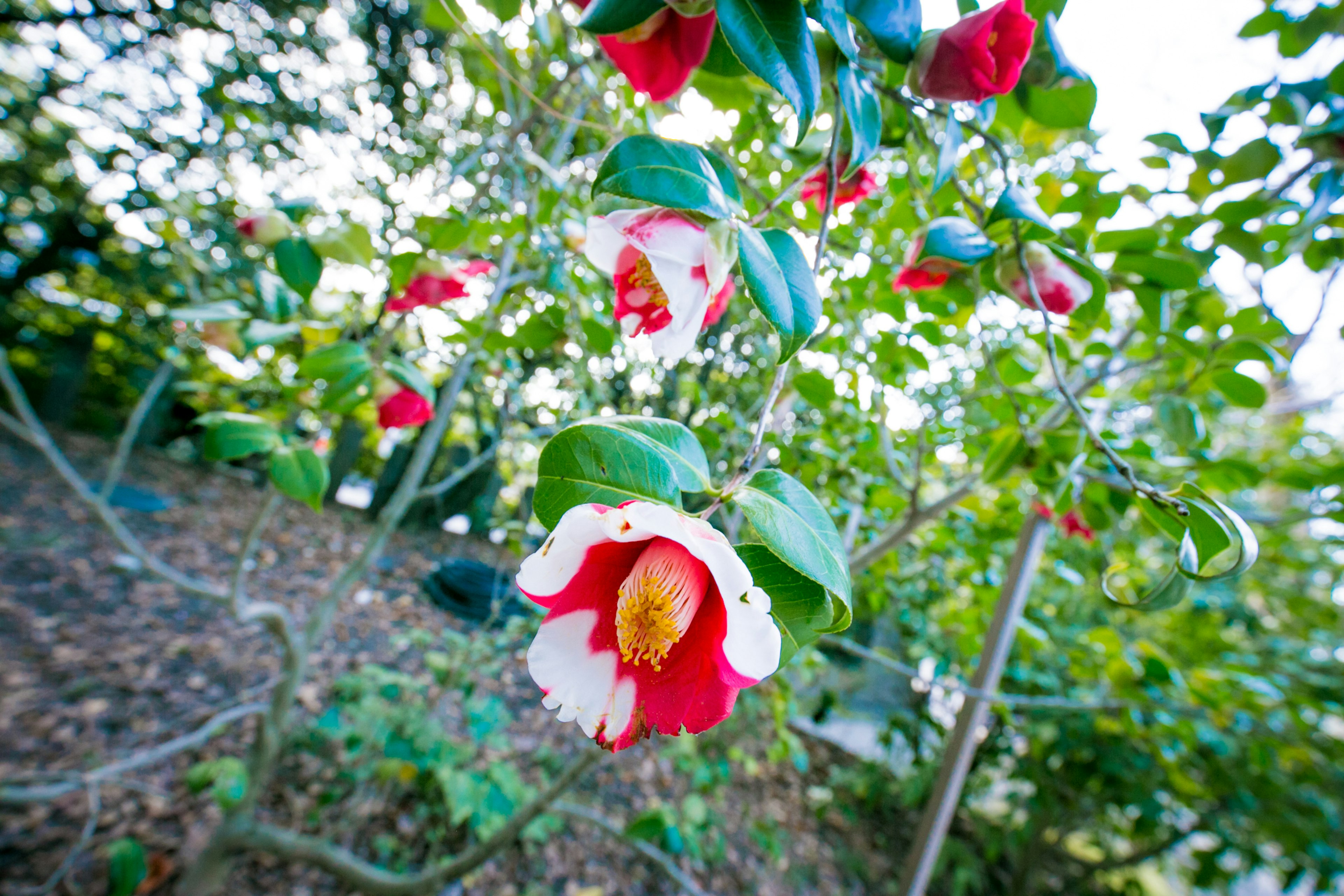 赤と白の花を持つ椿の木のクローズアップで、緑の葉に囲まれている