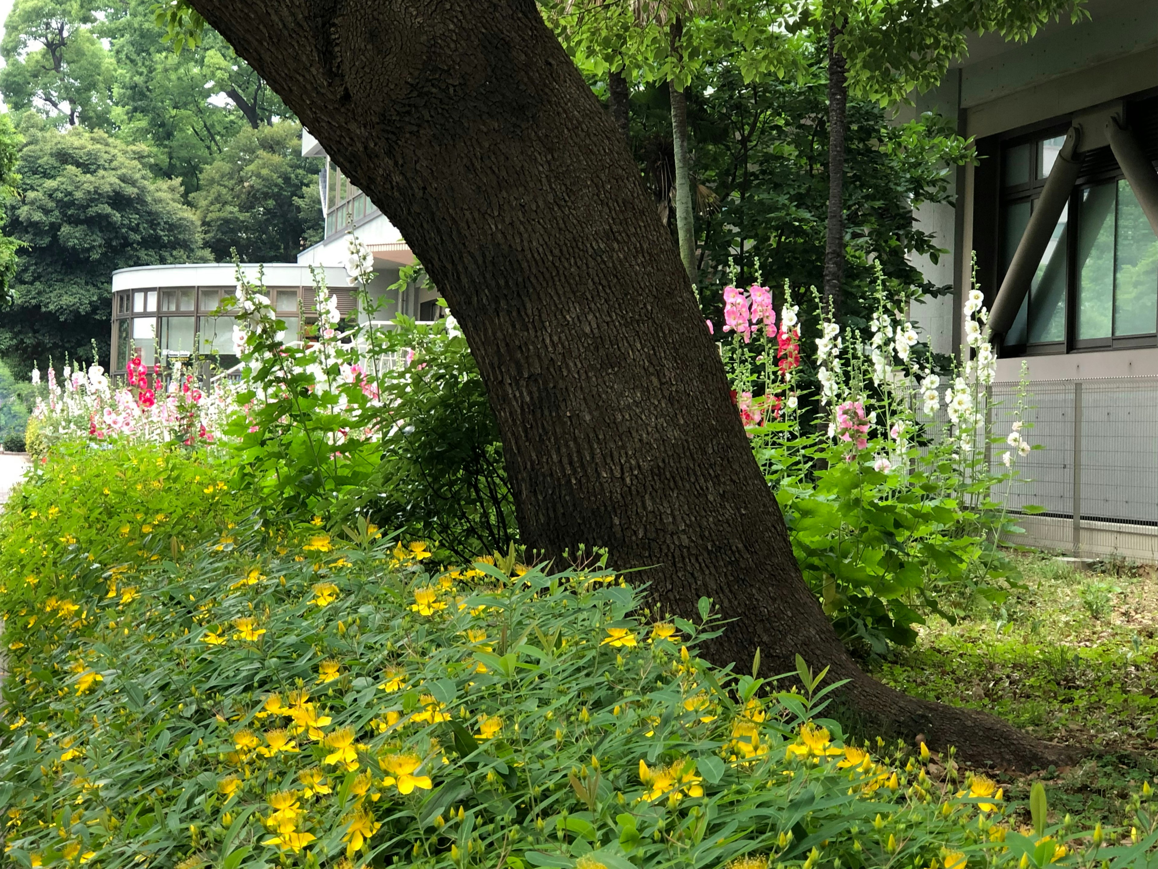 緑の植物と黄色い花が咲く木の近くの風景