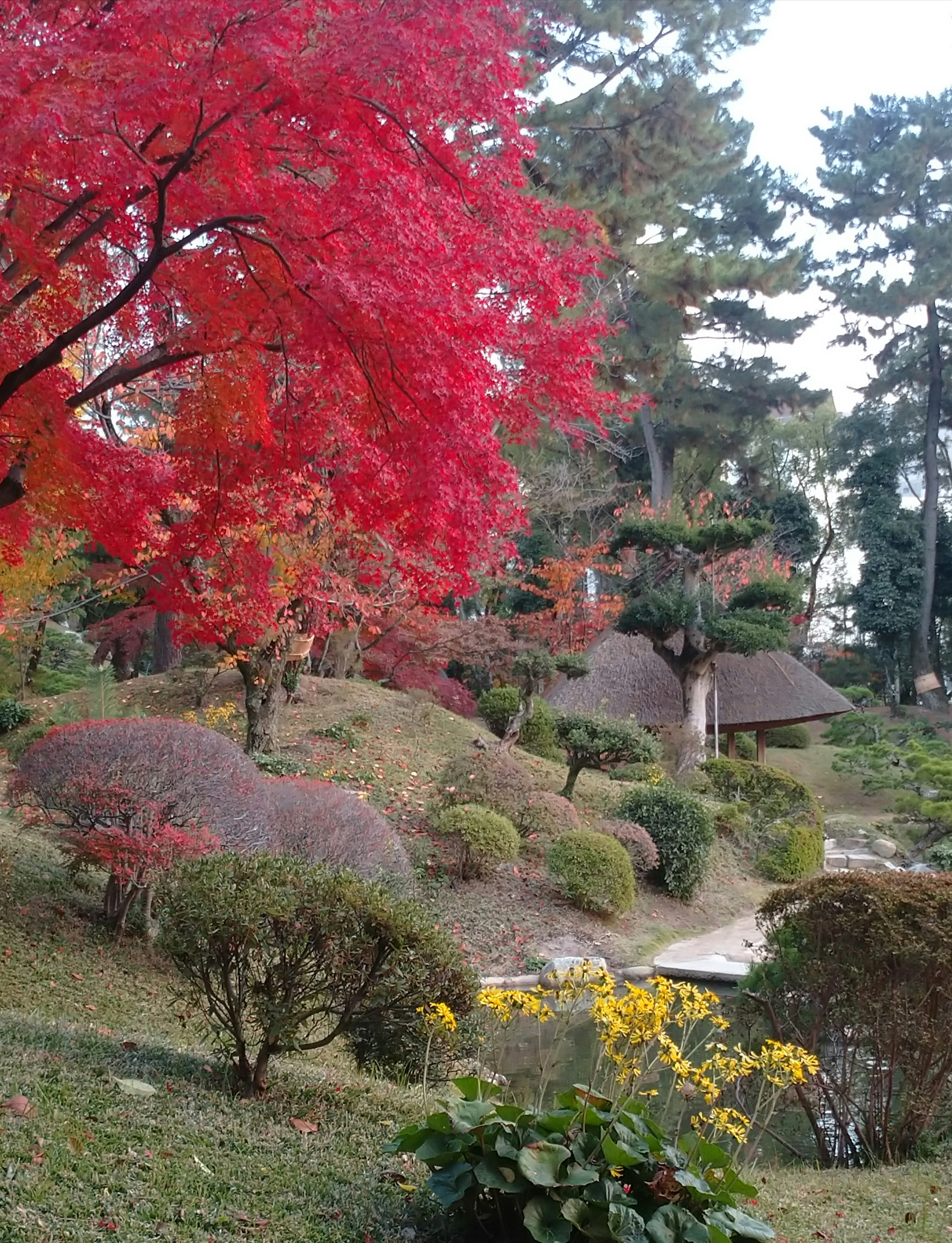 Belle scène de jardin d'automne avec un arbre aux feuilles rouges et un sentier sinueux