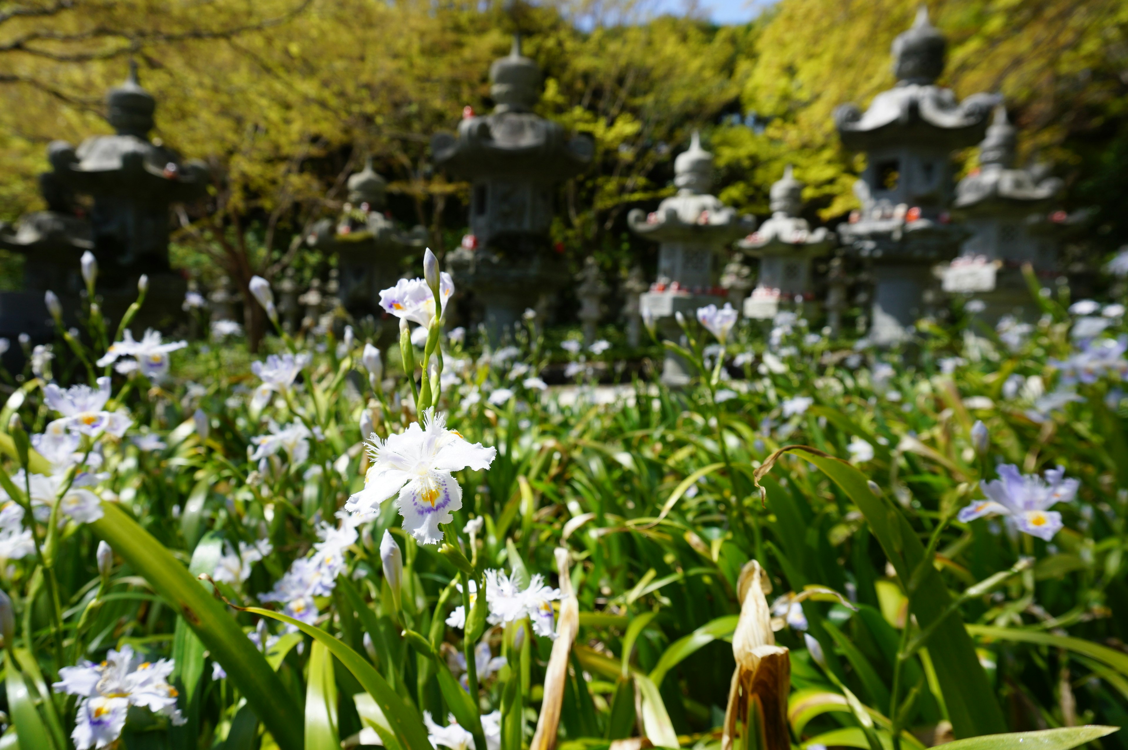 Eine schöne Gartenszene mit Blumen und Steingartenlaternen