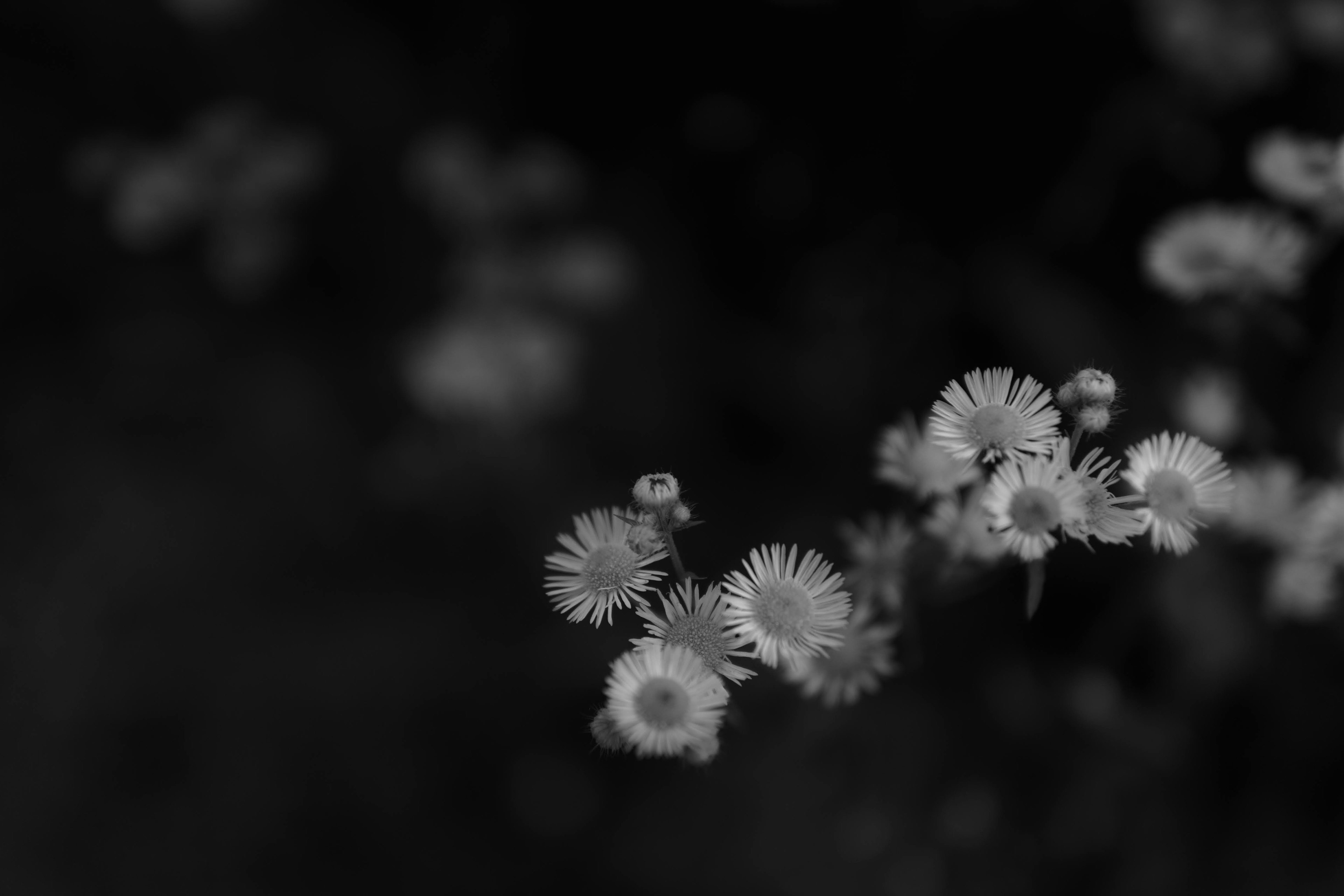 白黒の小花が背景にぼかされている