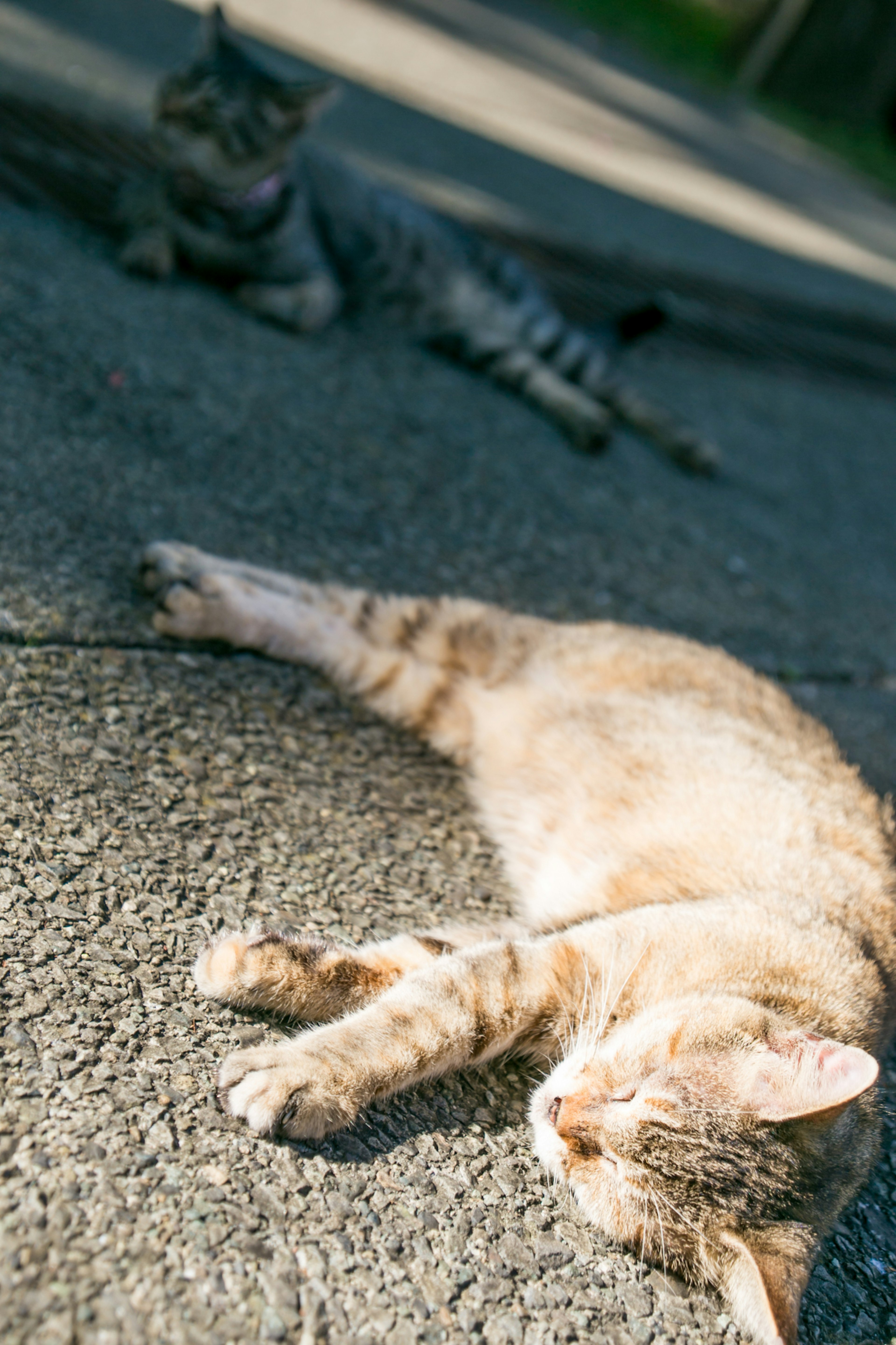 A brown cat lying on the road with a tabby cat in the background