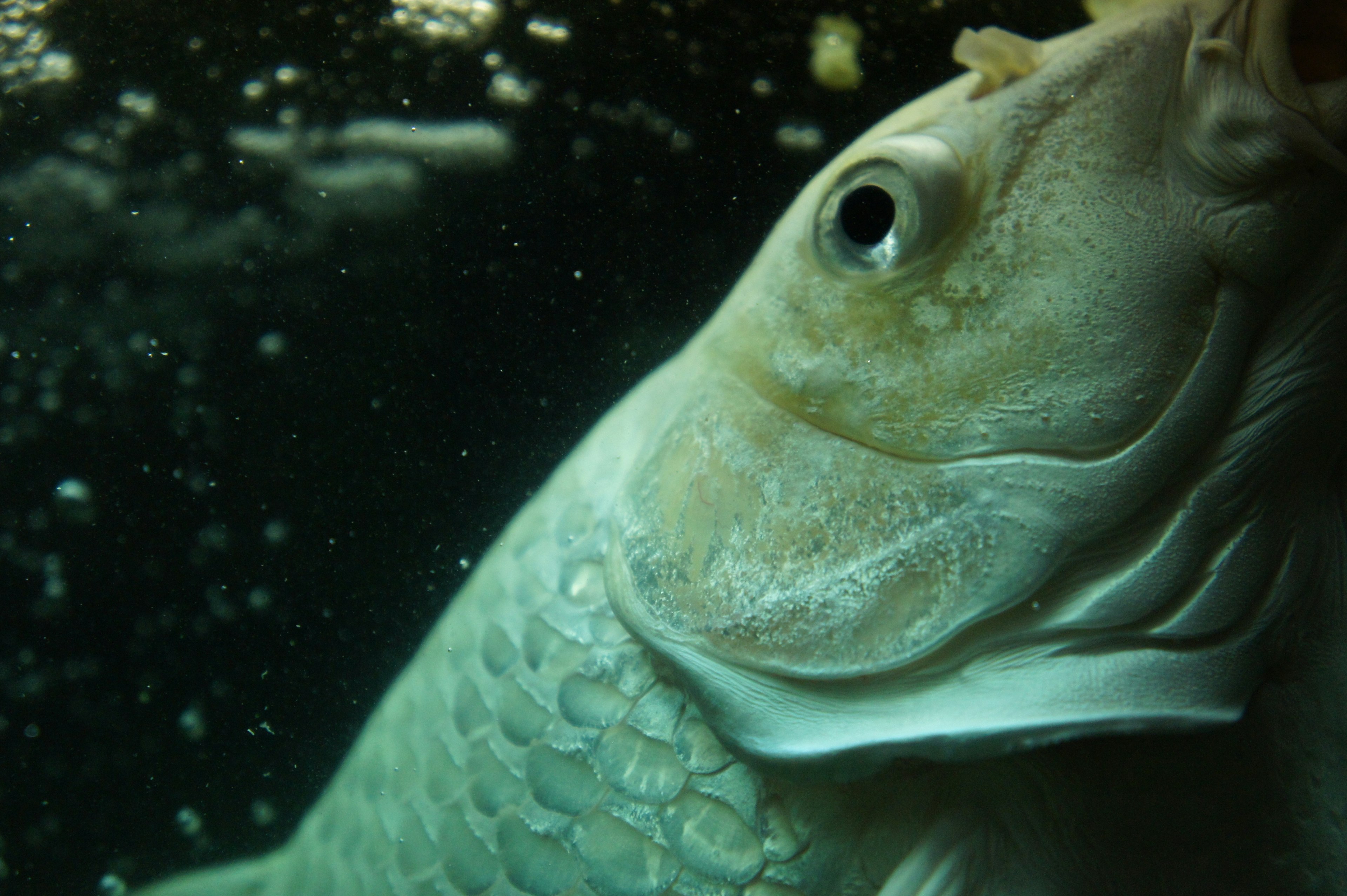 Close-up image of a fish underwater showing smooth skin and scales