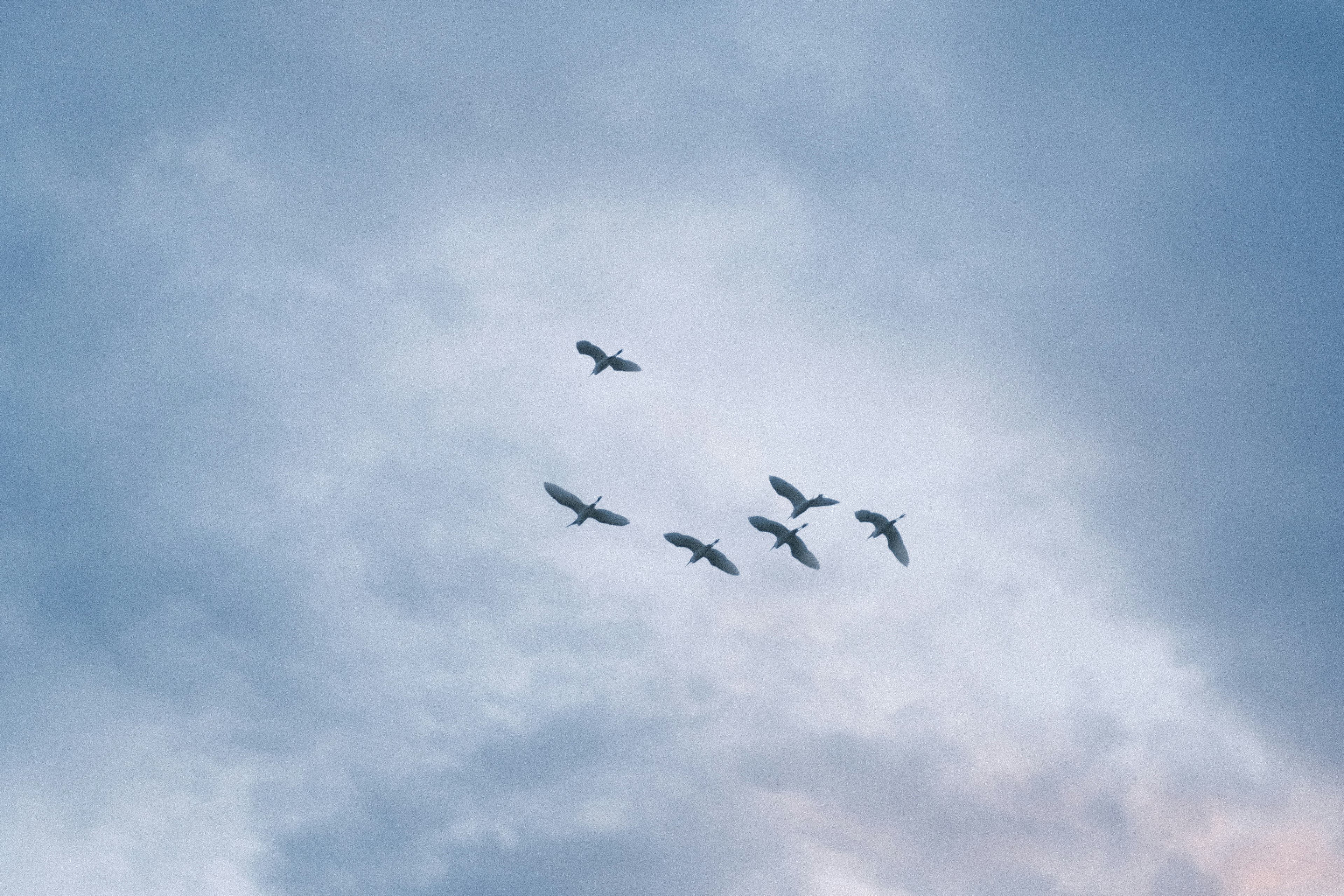 Eine Gruppe von Vögeln, die gegen einen blauen Himmel fliegen