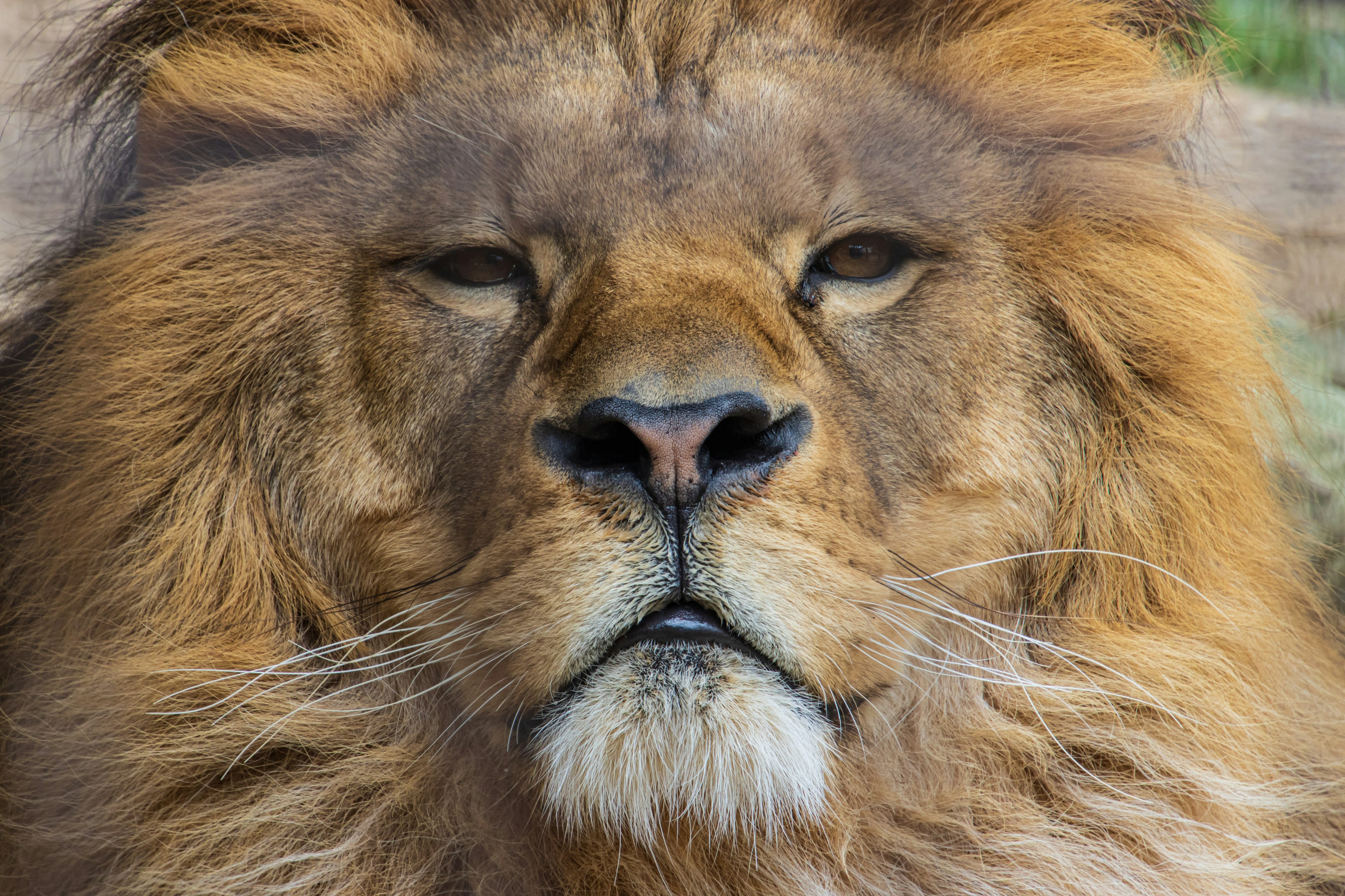 Close-up of a lion's face featuring a thick mane and sharp eyes