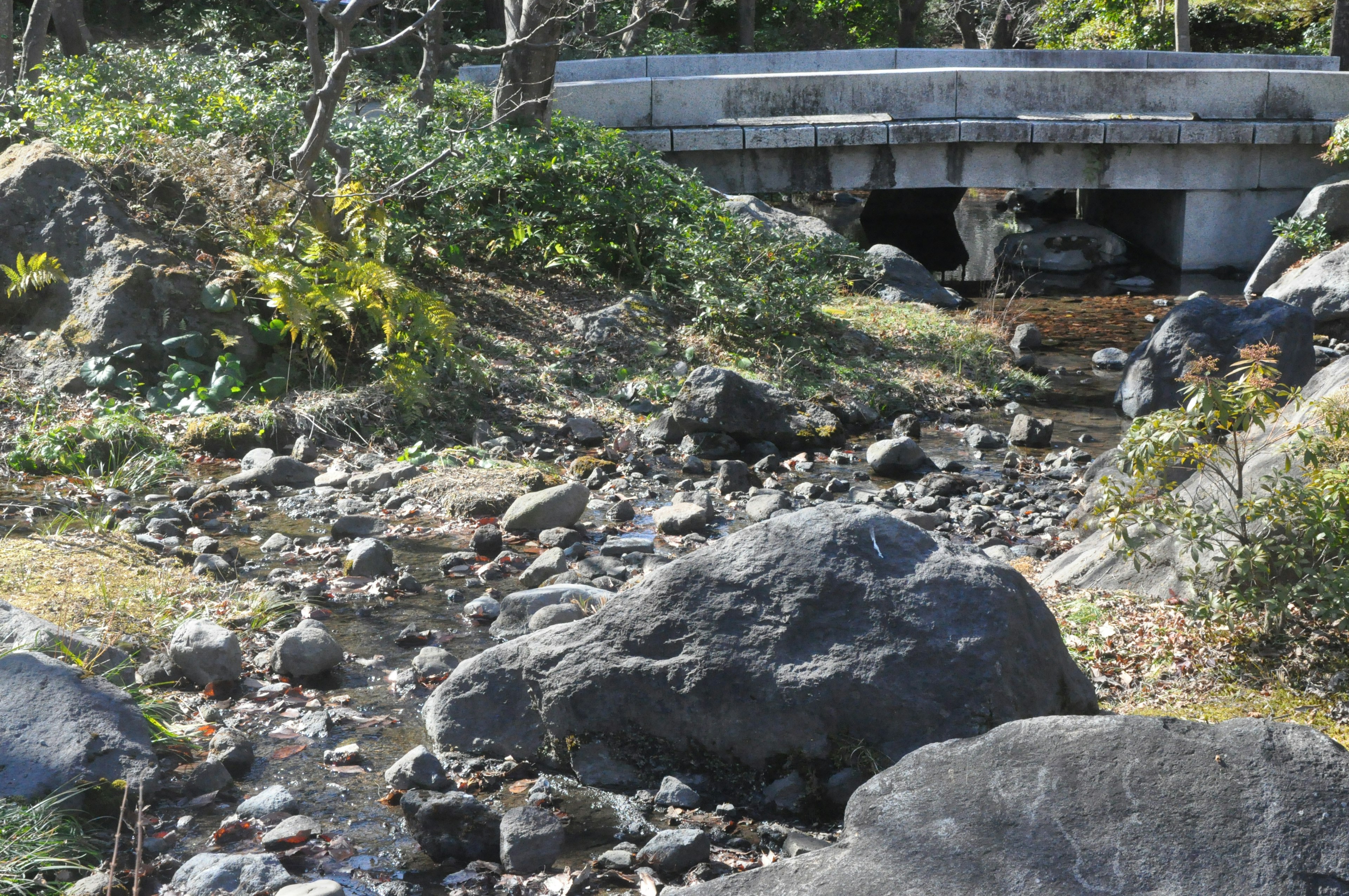 Landscape featuring a stream with large rocks and green plants