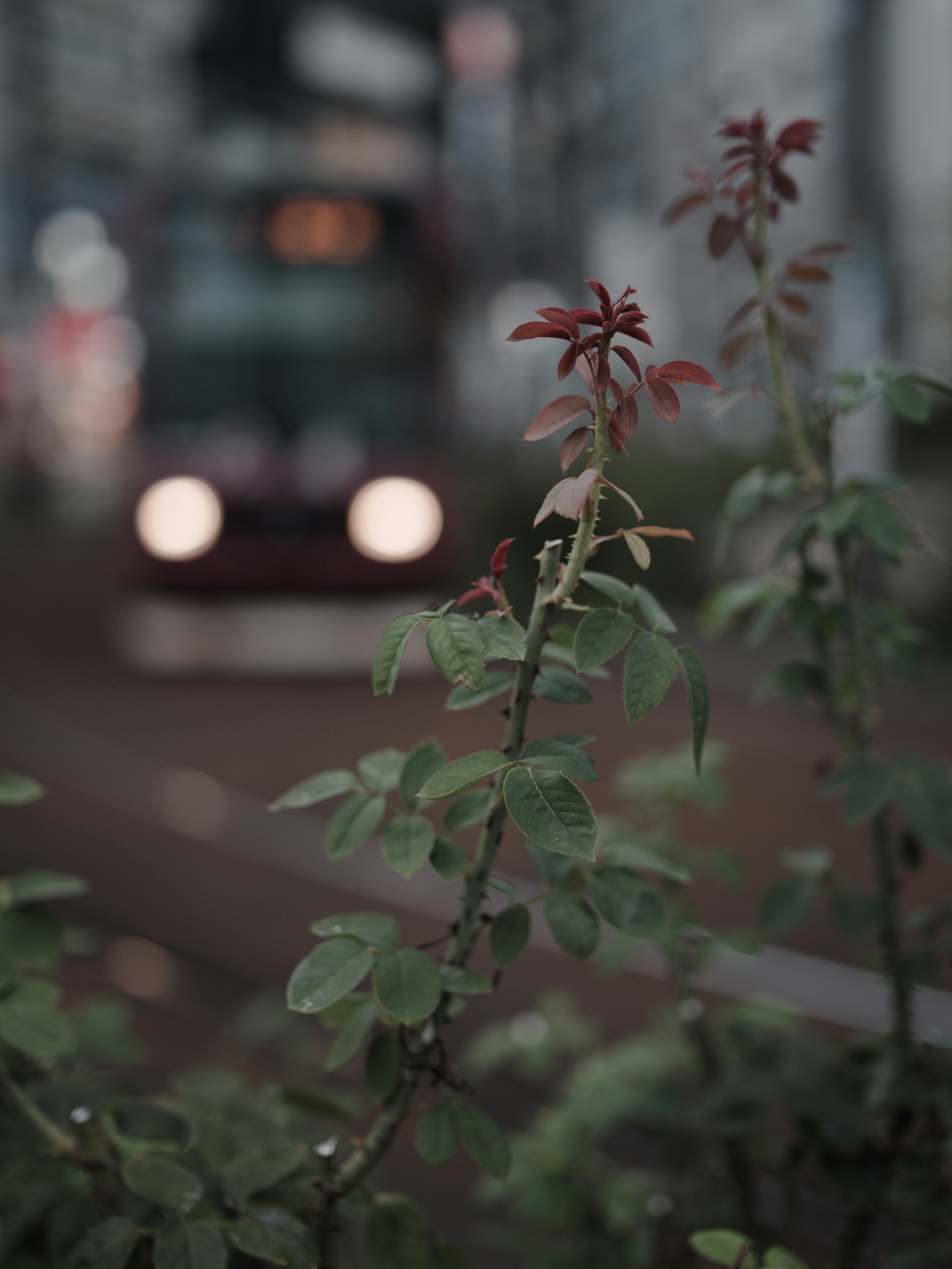 Foreground features green leaves and red flowers with a blurred train in the background