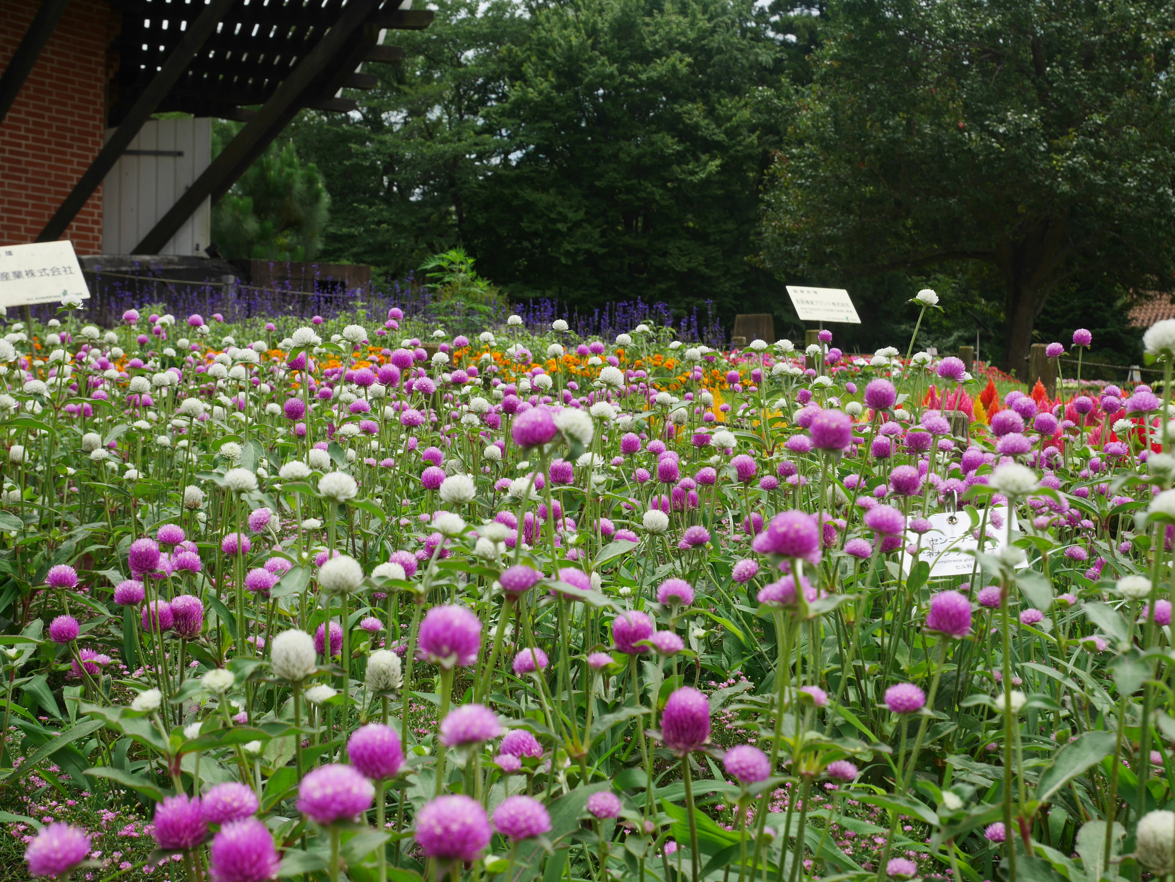 色彩斑斓的花园场景，盛开的花朵