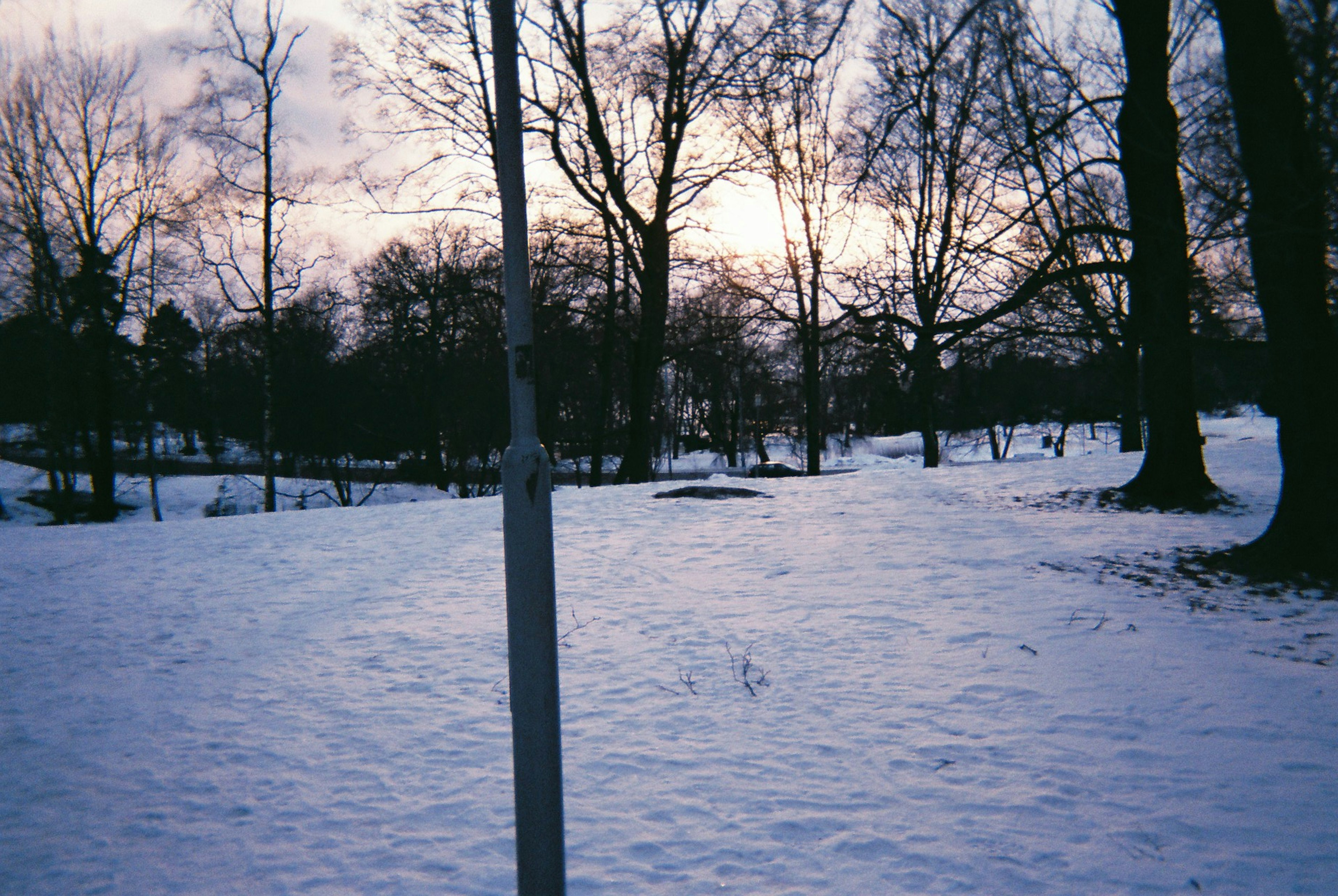 雪に覆われた公園の風景 木々と曇り空