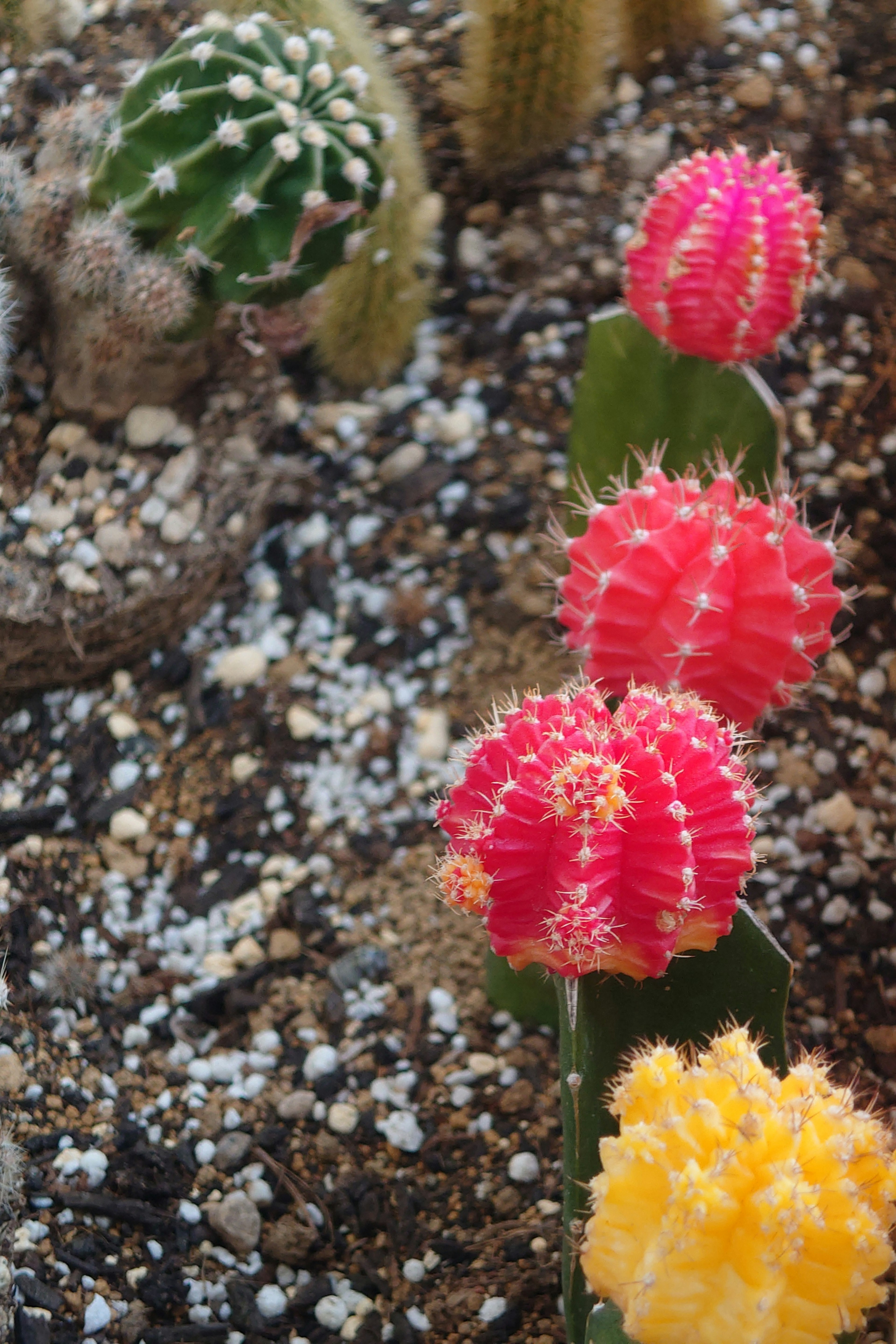 Colorful cacti arranged on gravel with vibrant flowers