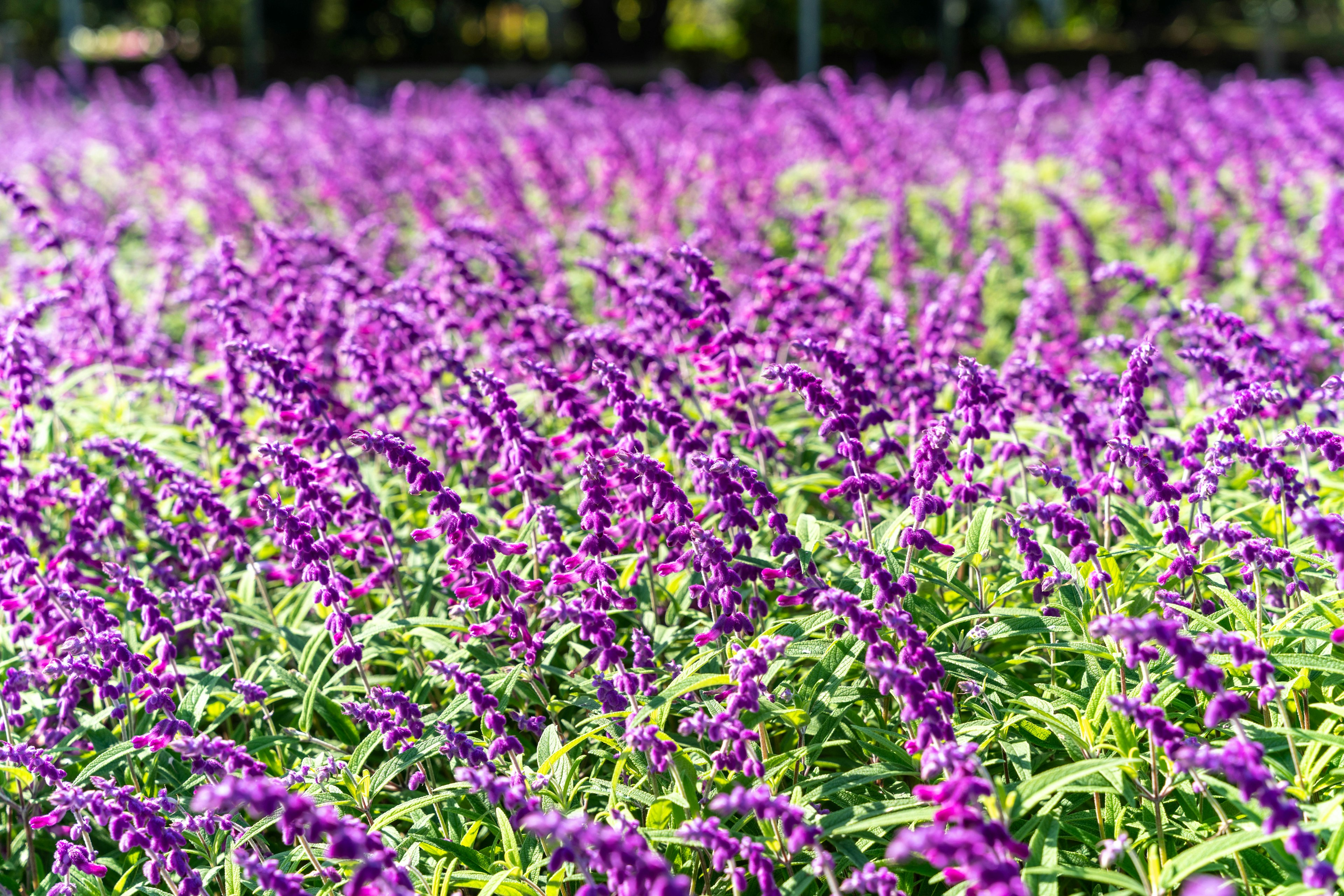 Amplio campo de flores moradas en flor