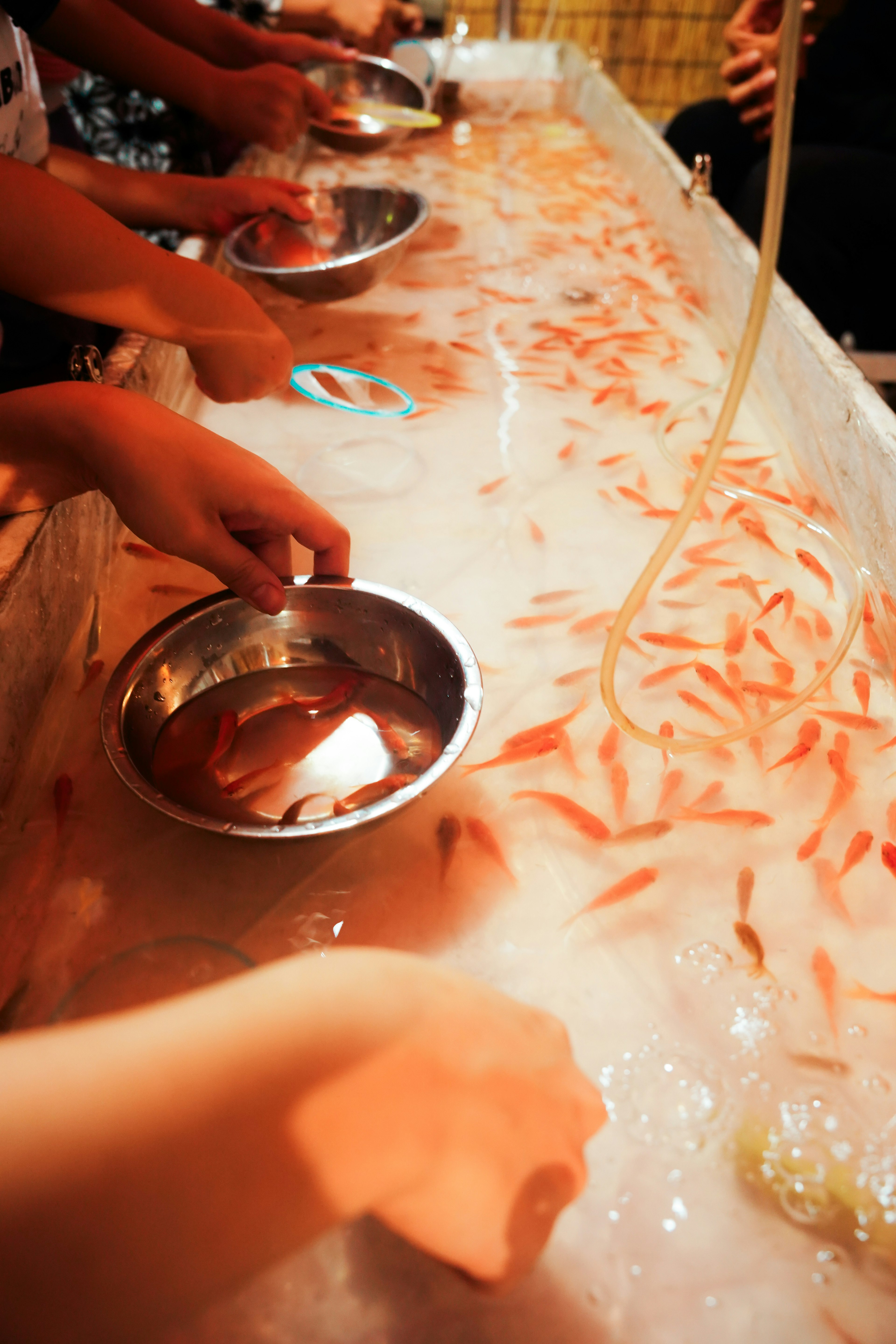 Plusieurs mains interagissant avec des poissons rouges dans un réservoir d'eau