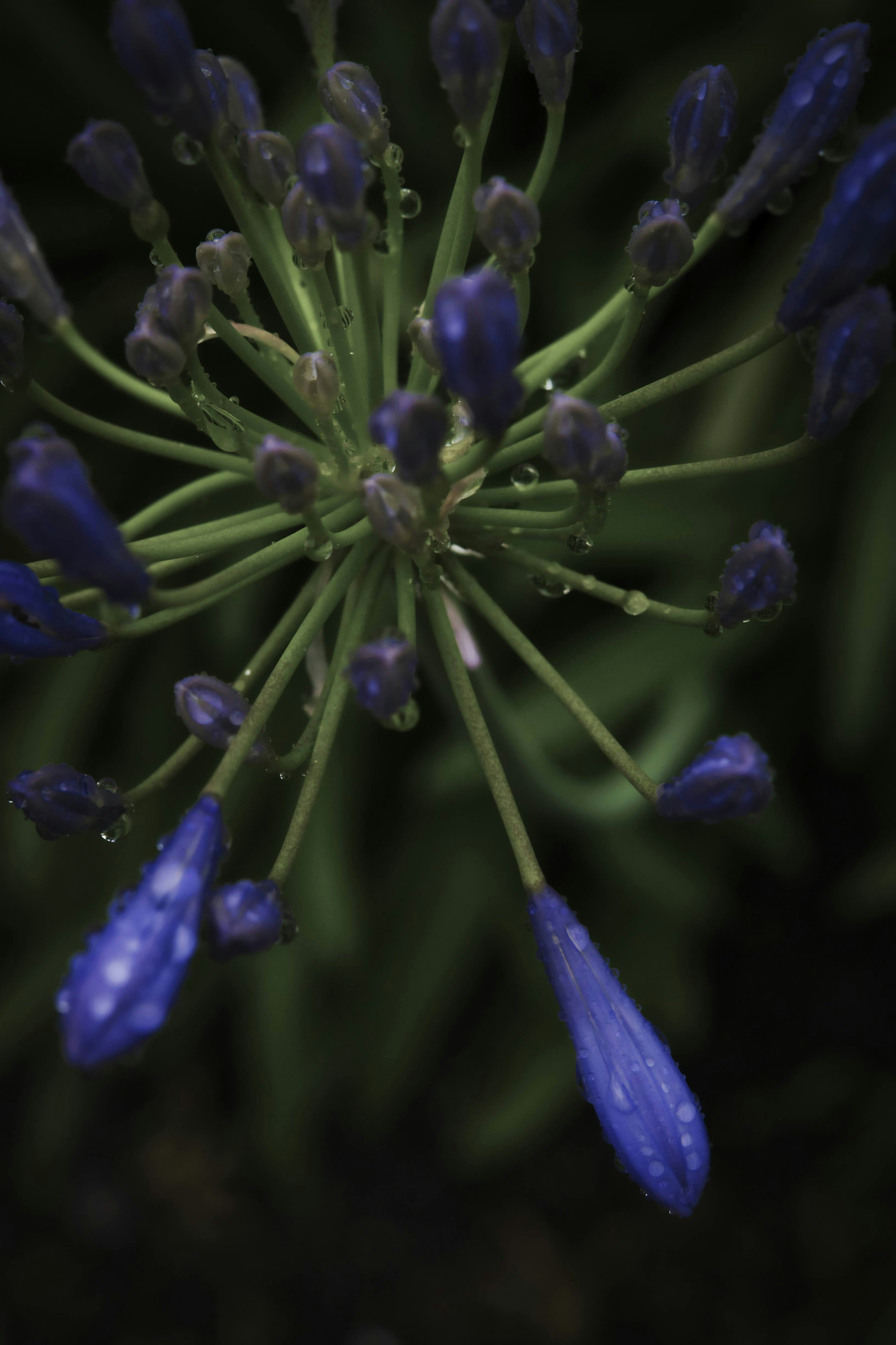 Primer plano de una planta con botones de flores azules que se irradian hacia afuera