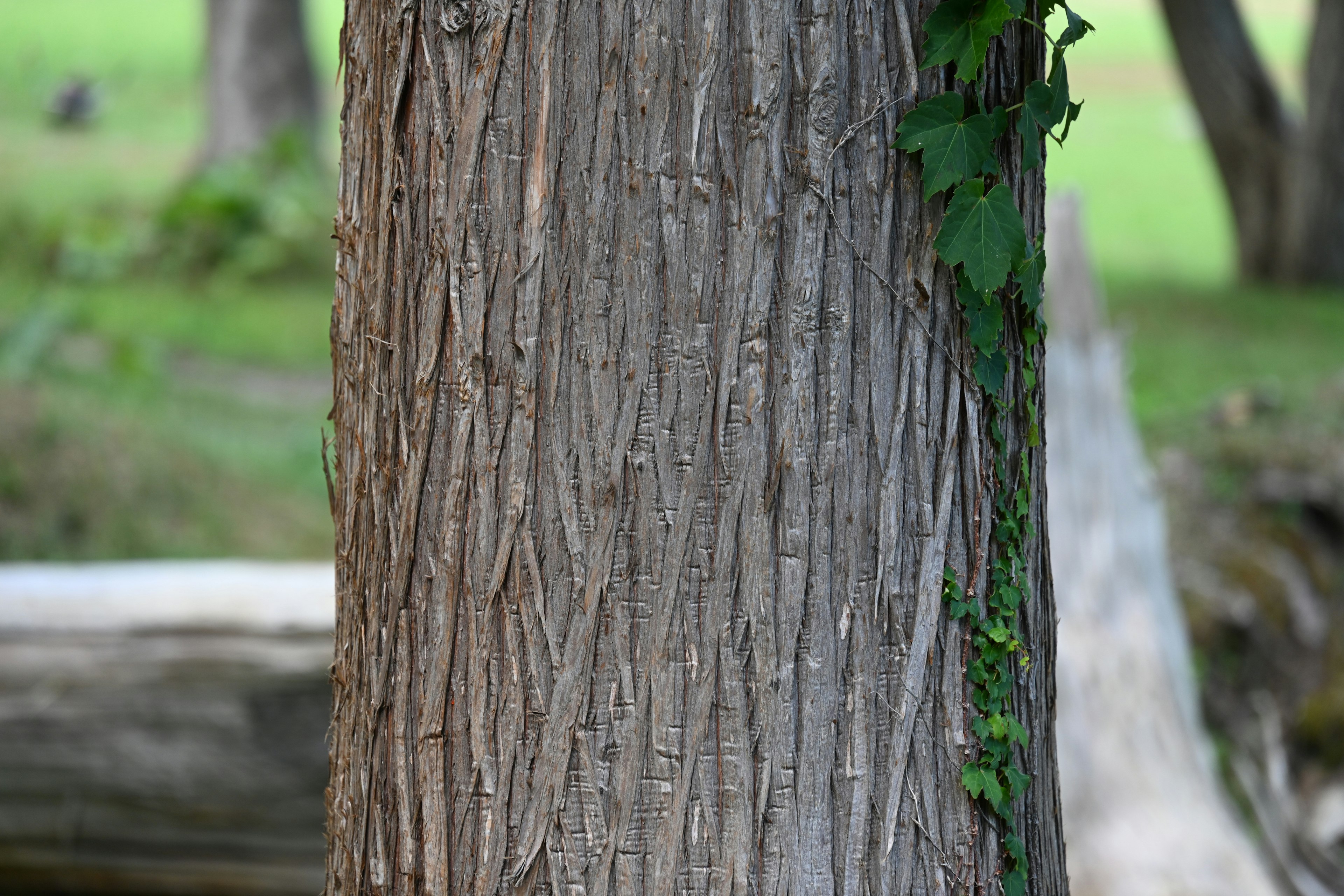 Tree trunk with ivy climbing and unique bark texture