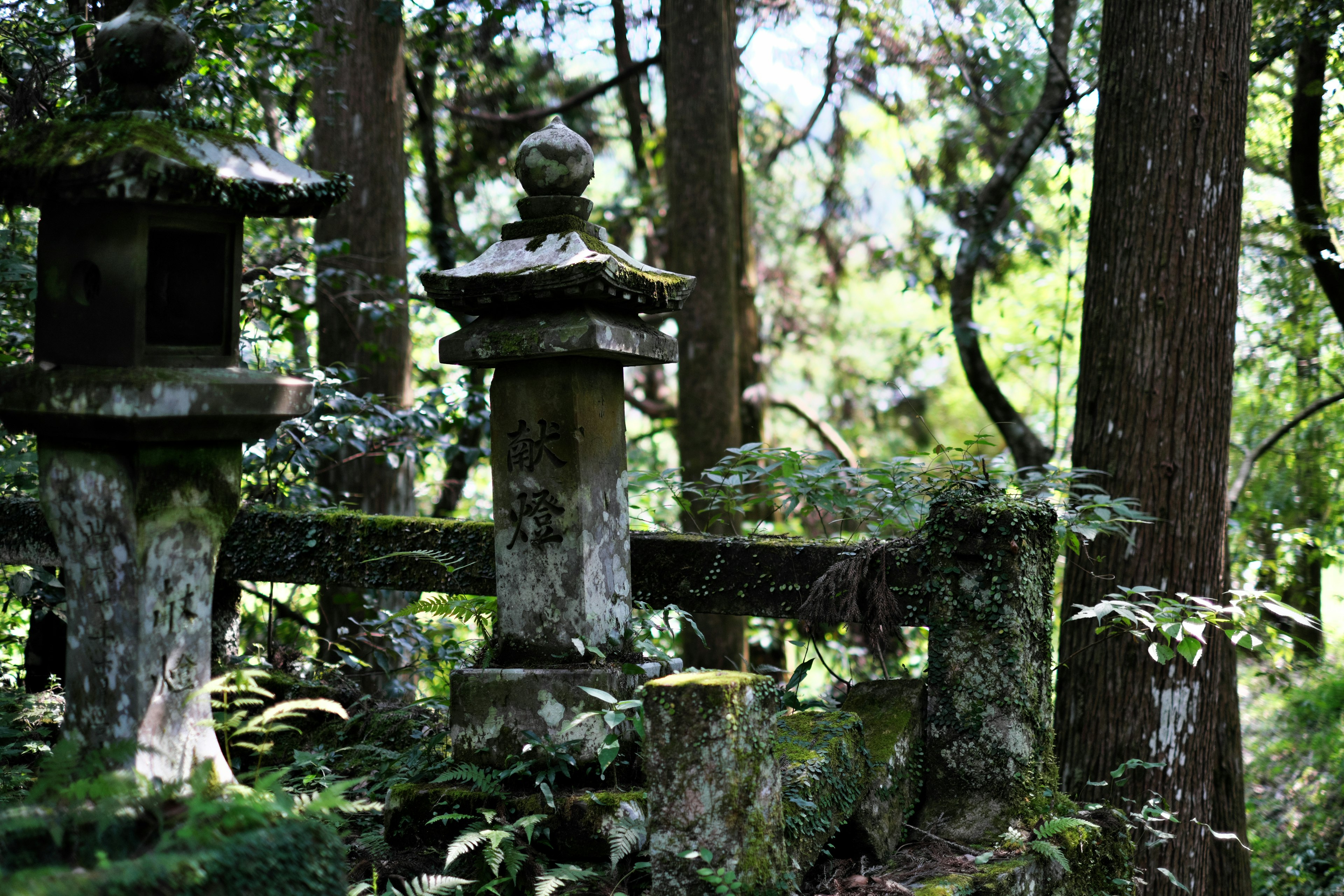 Ancient stone lanterns surrounded by moss in a tranquil forest