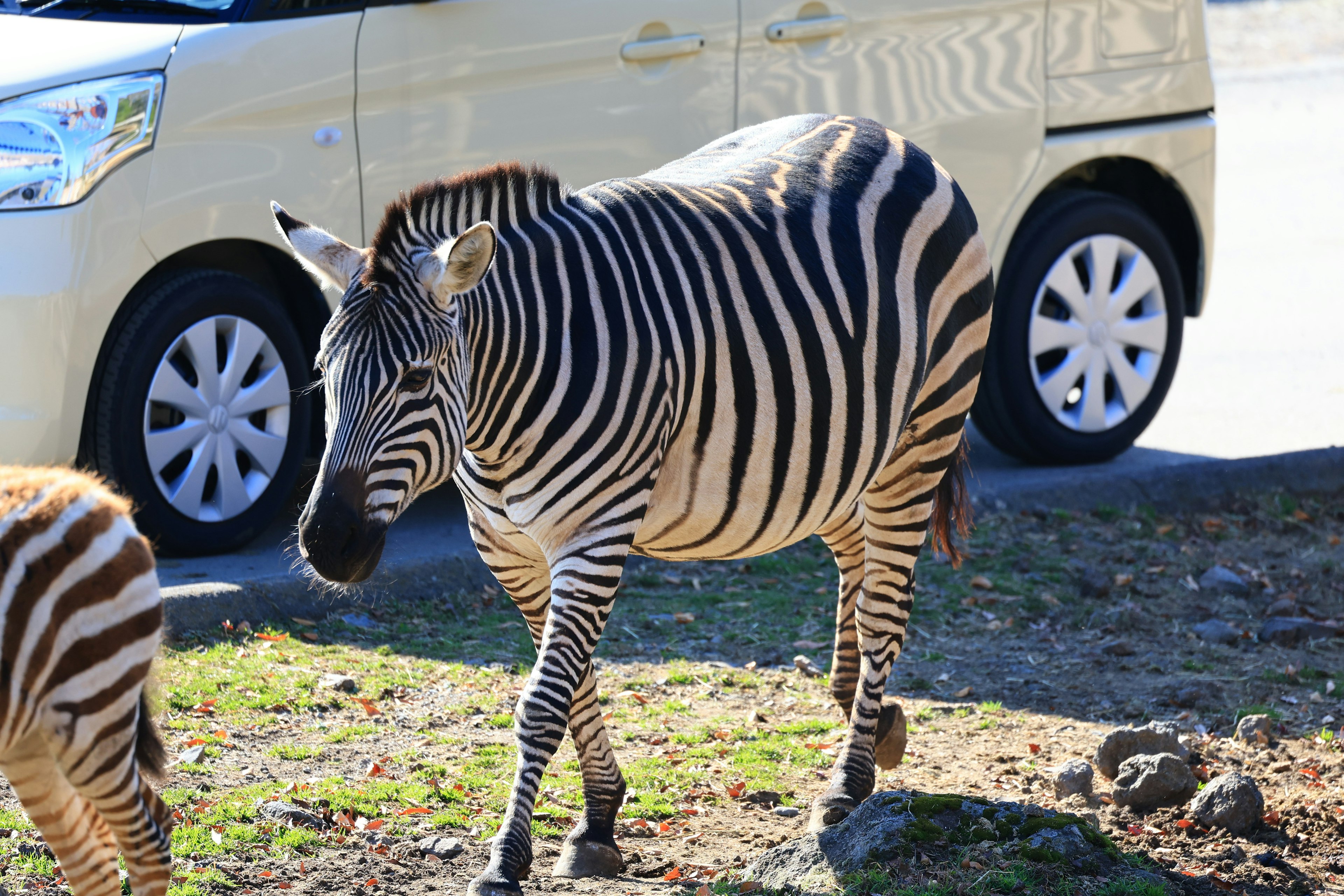 A zebra walking near a car