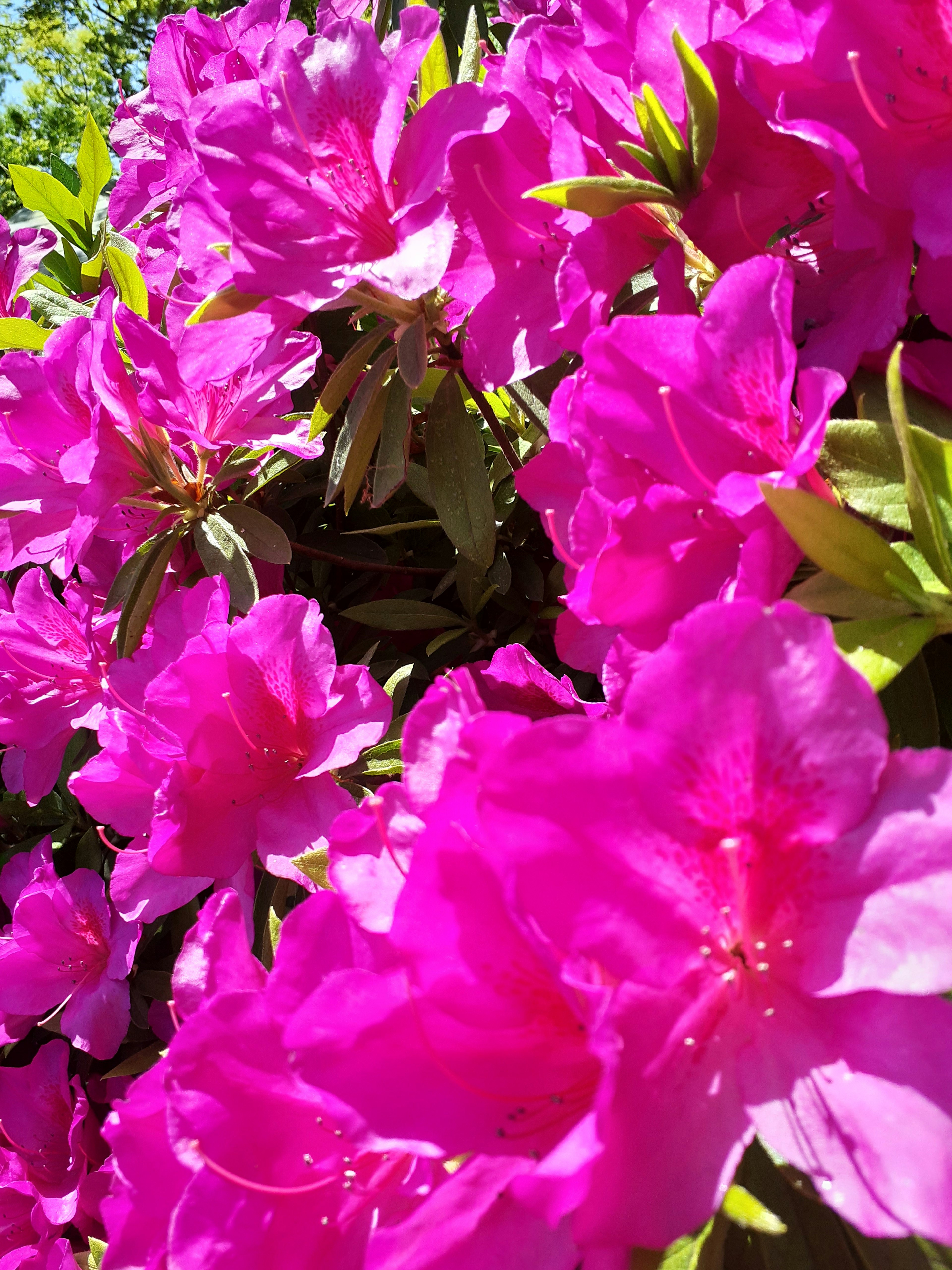 Fiori di azalea rosa vivace raggruppati in piena fioritura