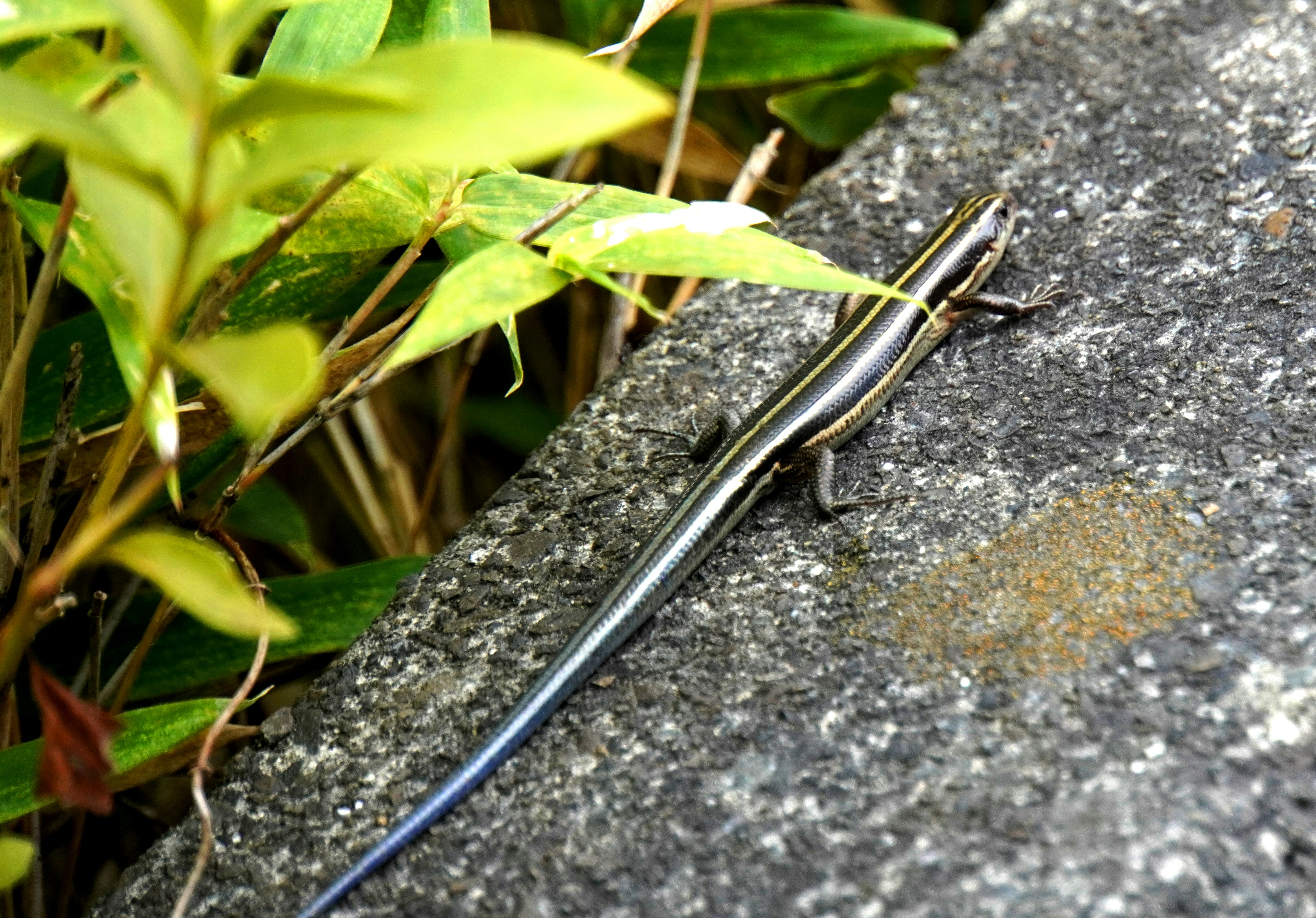 A slender lizard resting on a stone surrounded by green foliage