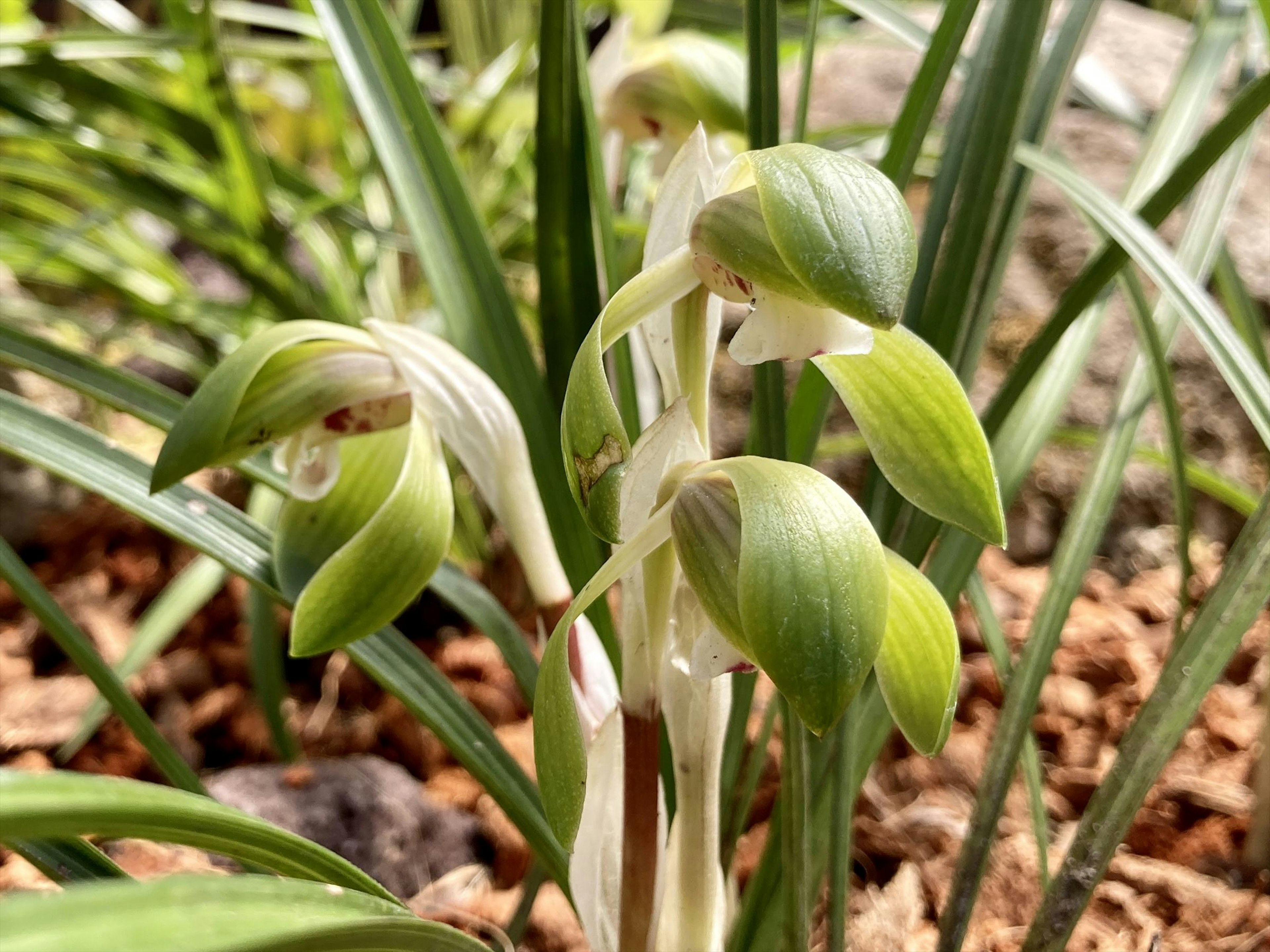 緑色の葉と白い花を持つ植物が群生している