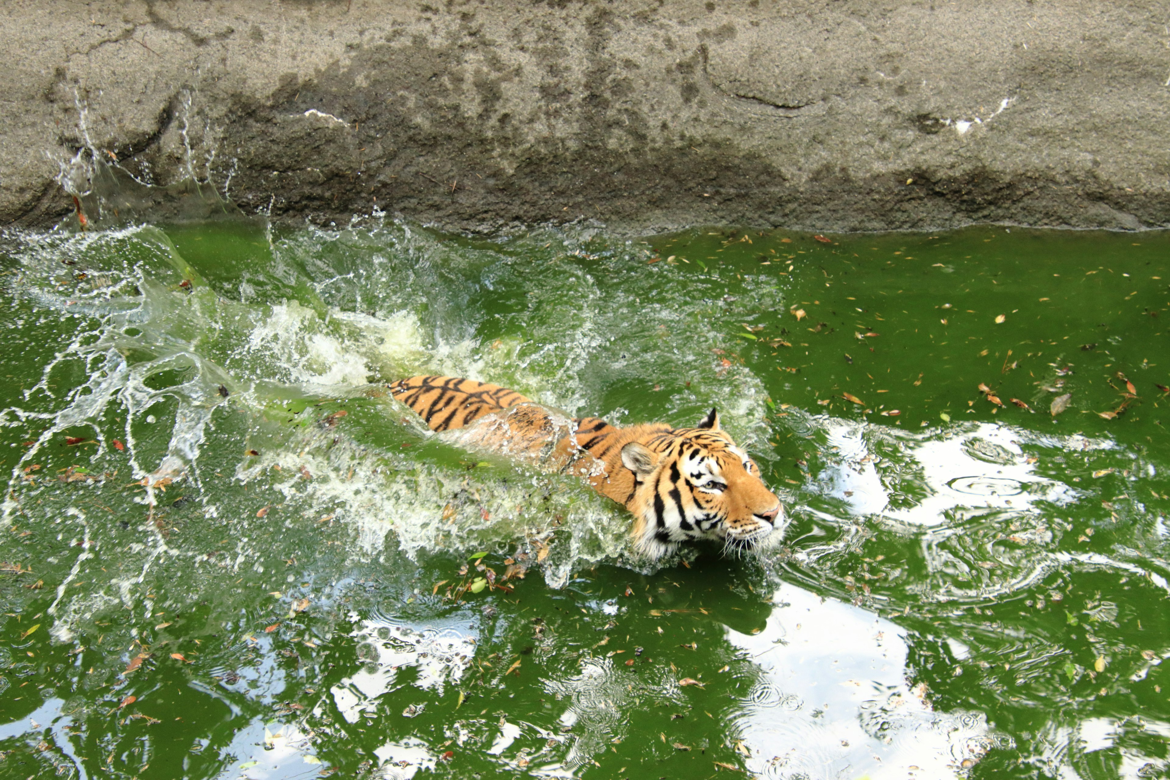 Tiger schwimmt in grünem Wasser mit Spritzern