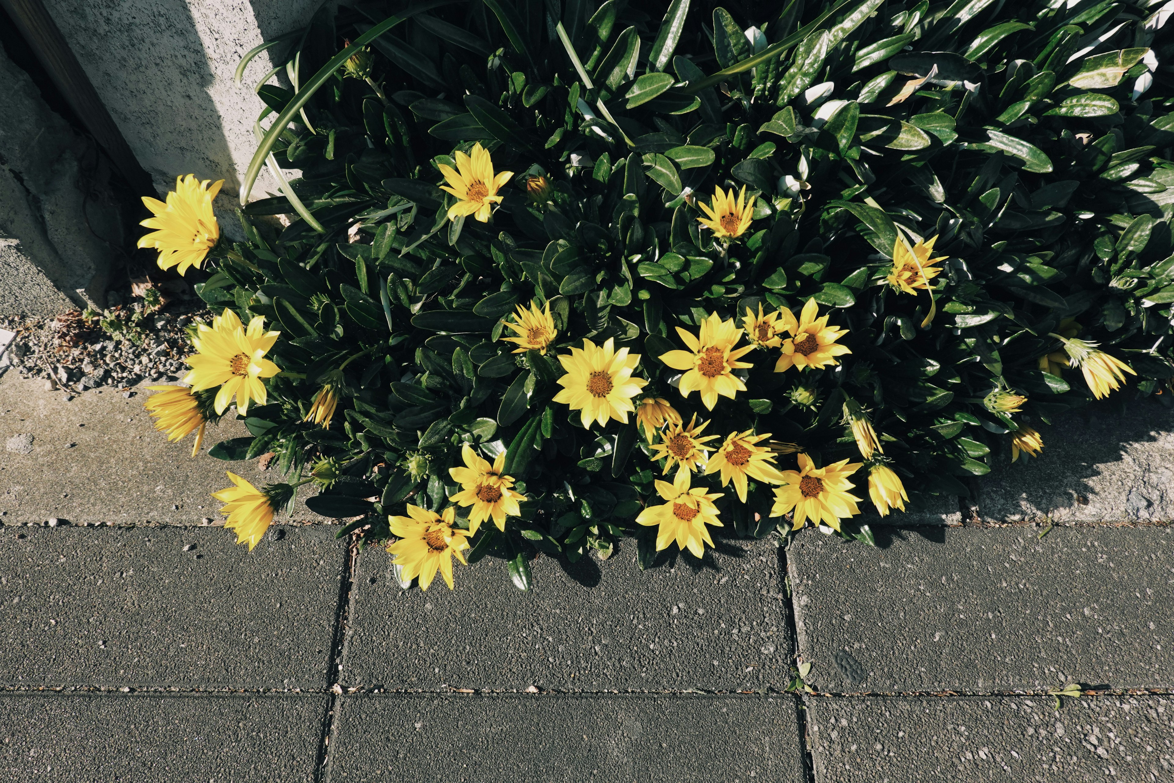 Mucchio di fiori gialli che sbocciano al bordo del marciapiede