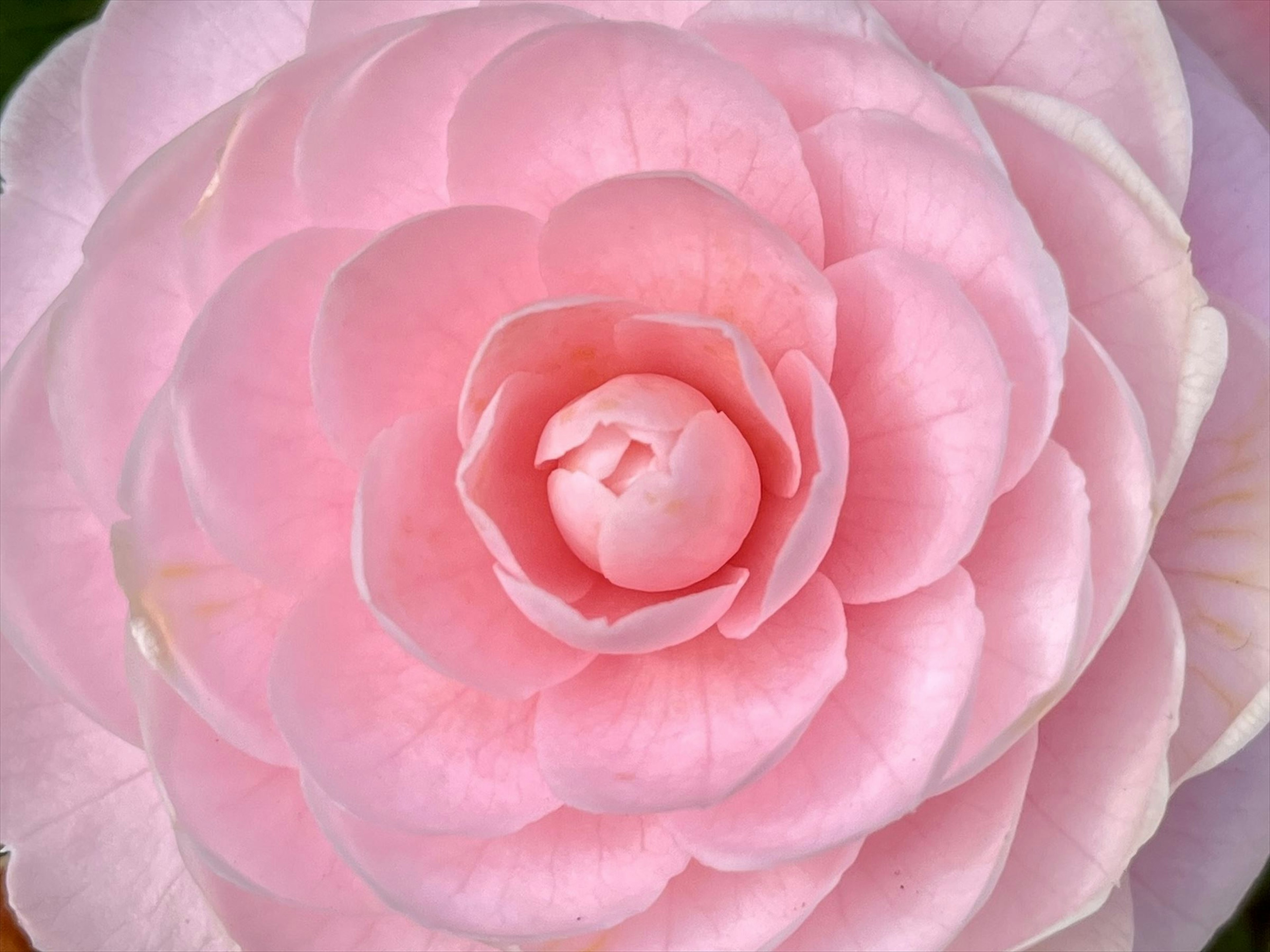 Primer plano de una hermosa flor de camelia rosa