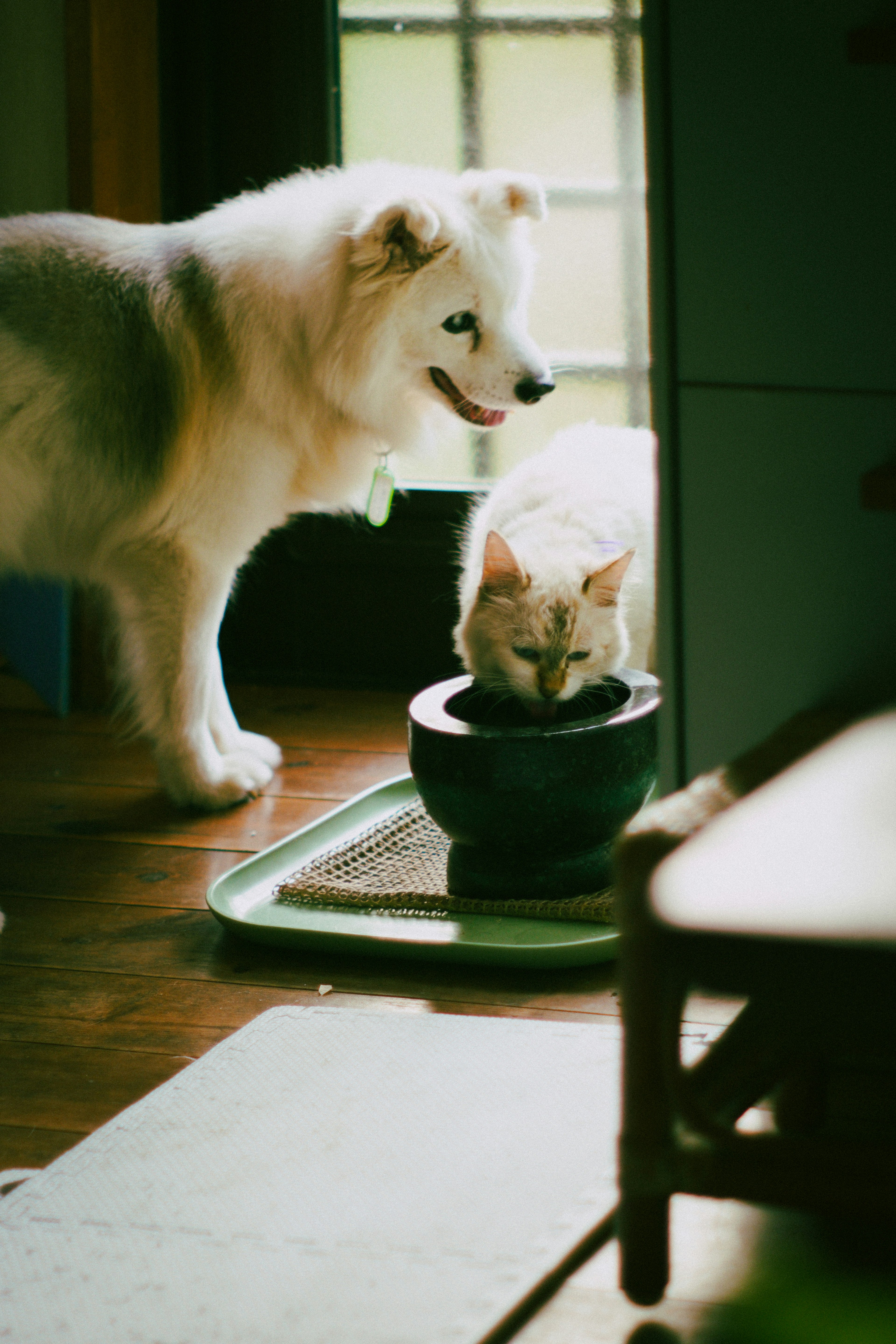 Ein weißer Hund und eine Katze neben einer Futterschüssel in einer gemütlichen Innenumgebung