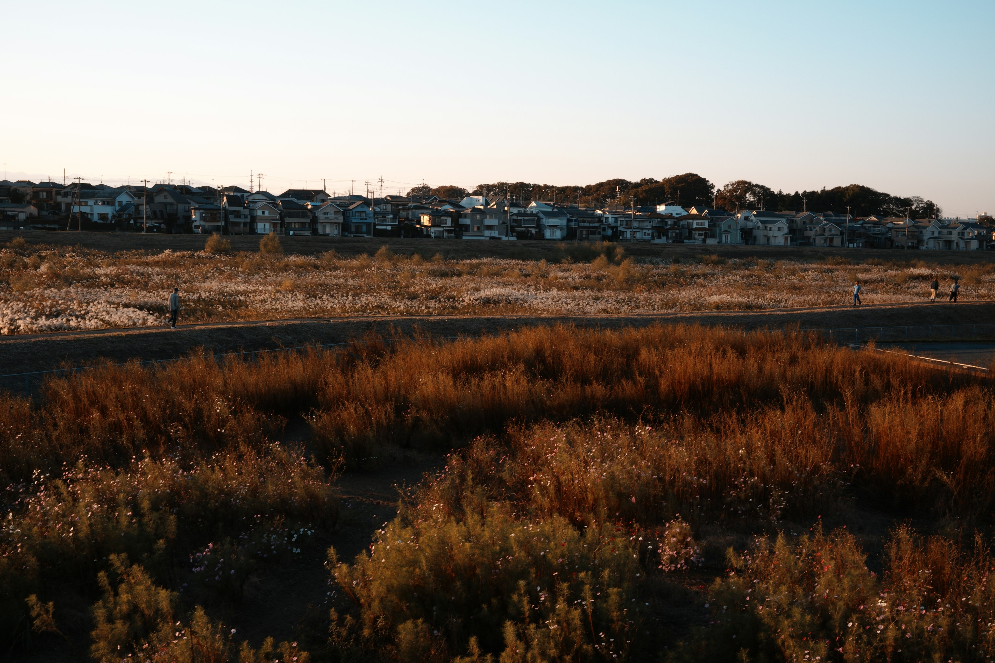 草原に囲まれた住宅地の風景夕暮れの柔らかい光が当たる