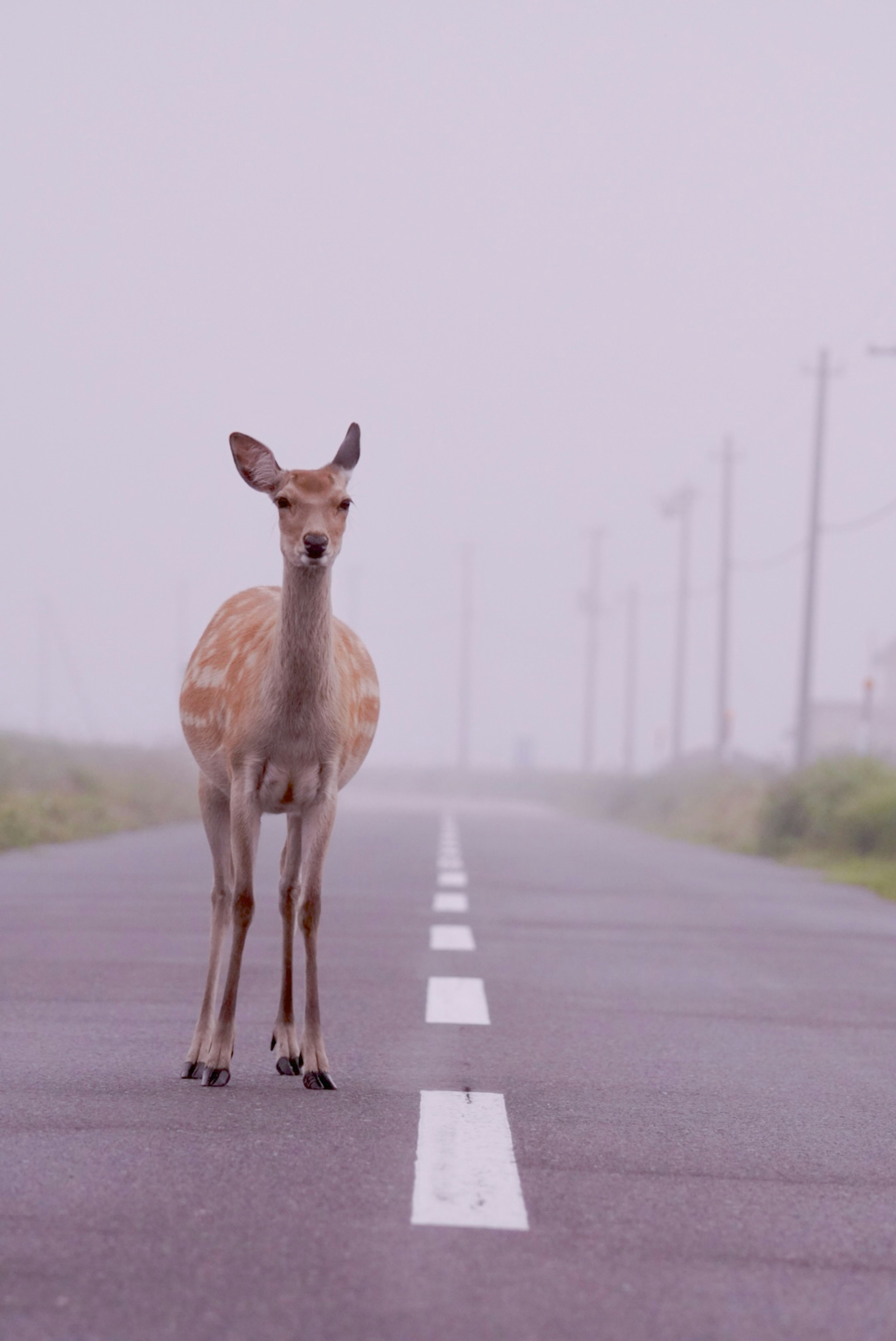 A deer standing in the middle of a foggy road