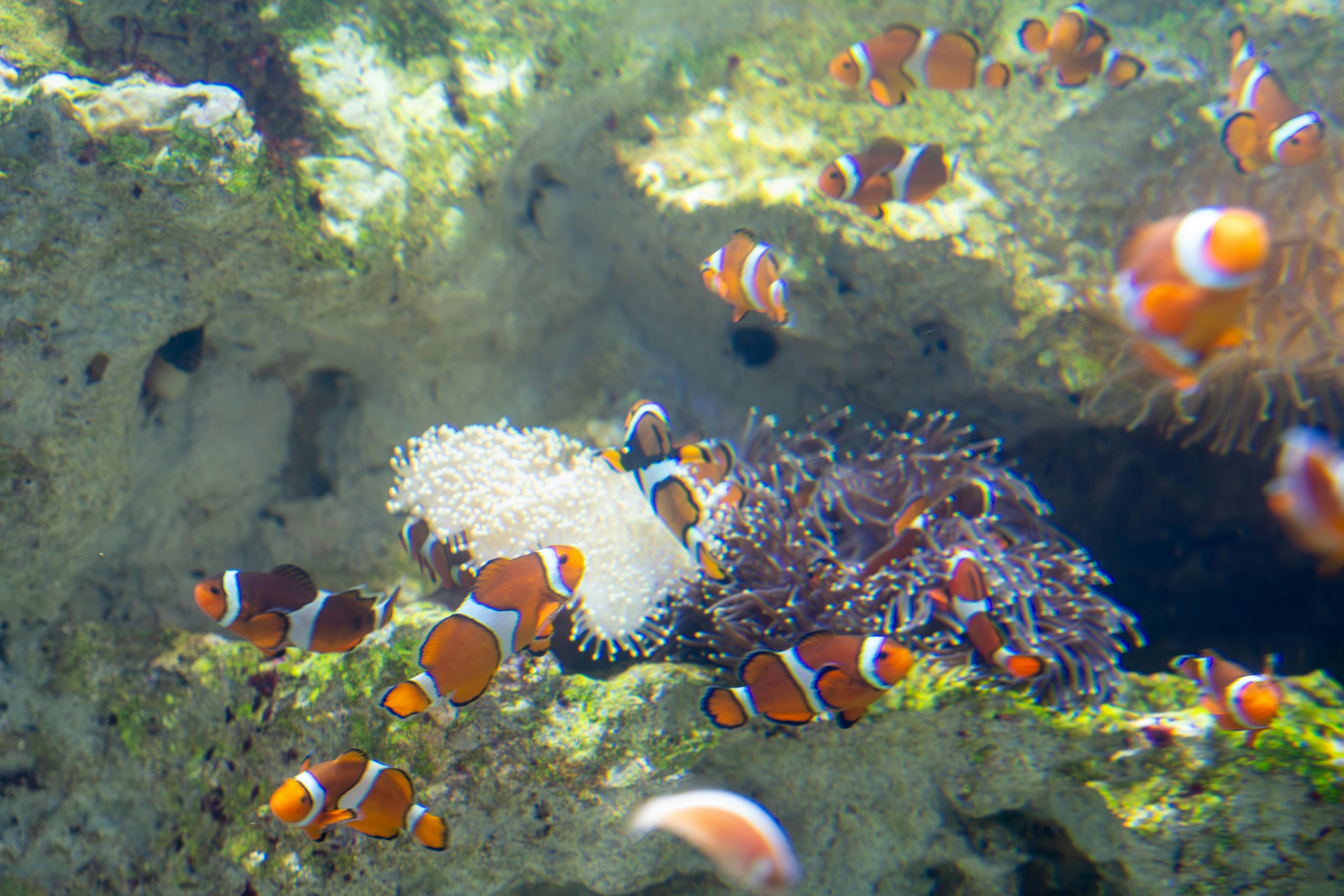 Pesci pagliaccio colorati che nuotano tra anemoni di mare e coralli nell'oceano