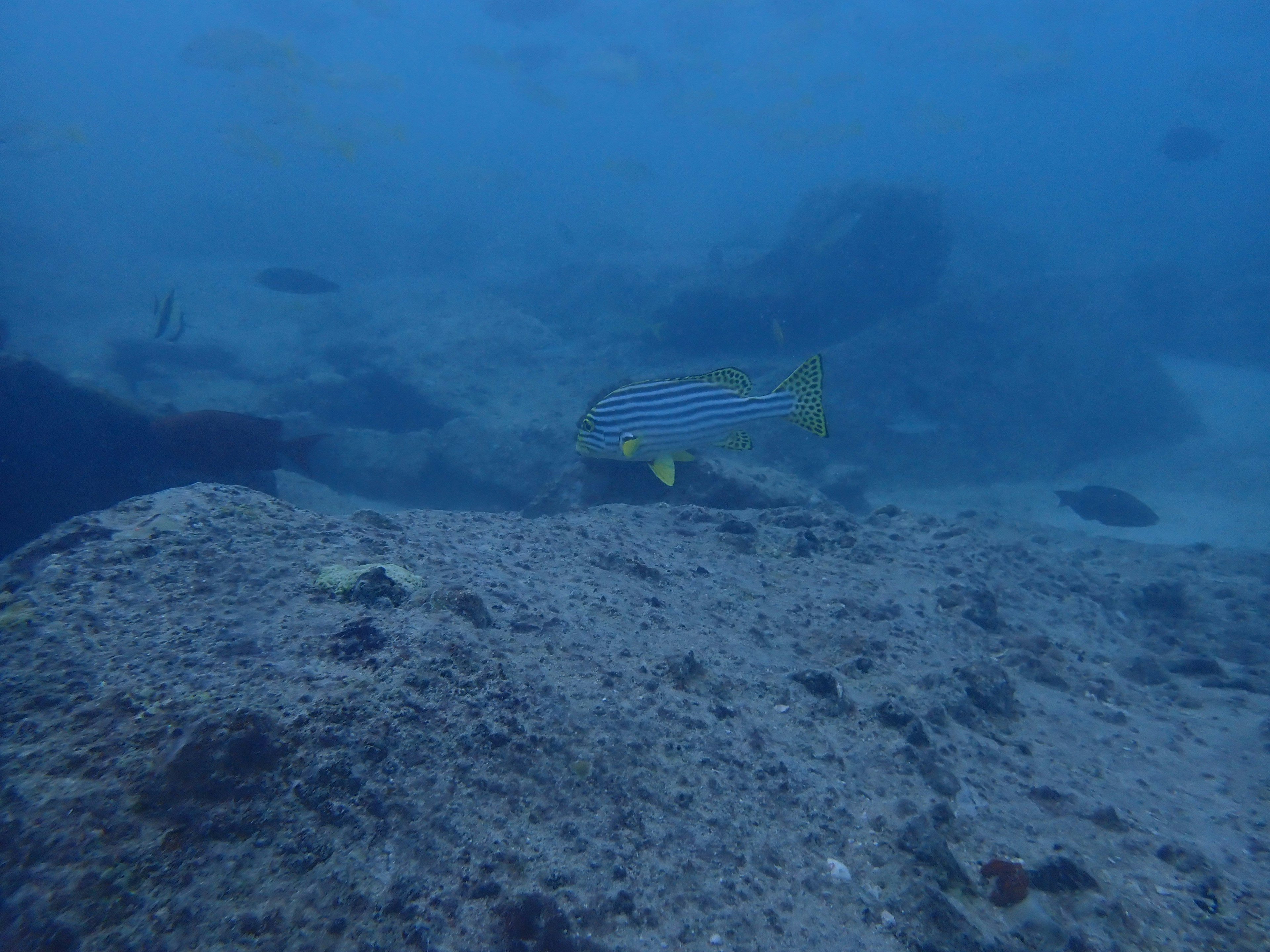 A striped fish swimming in a blue underwater scene with rocks