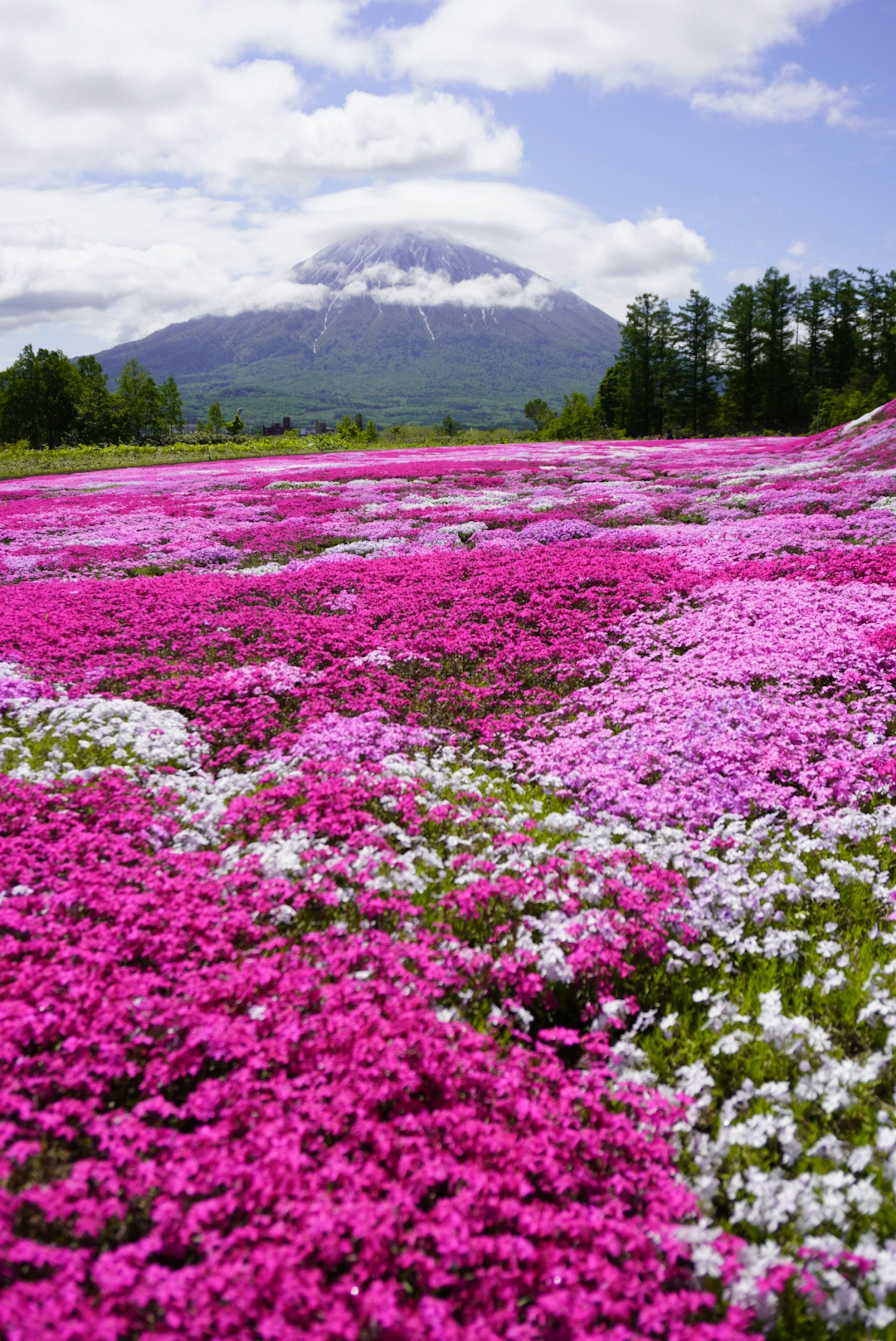 美しいピンクと白の花が広がる風景の前に山がそびえる