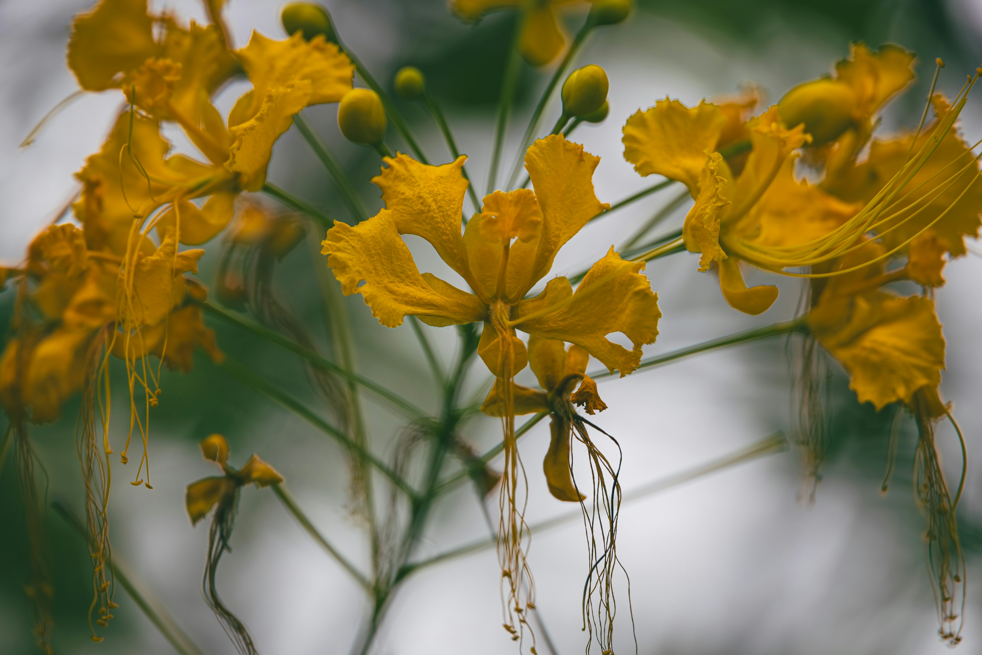 黄色い花が咲いている植物のクローズアップ