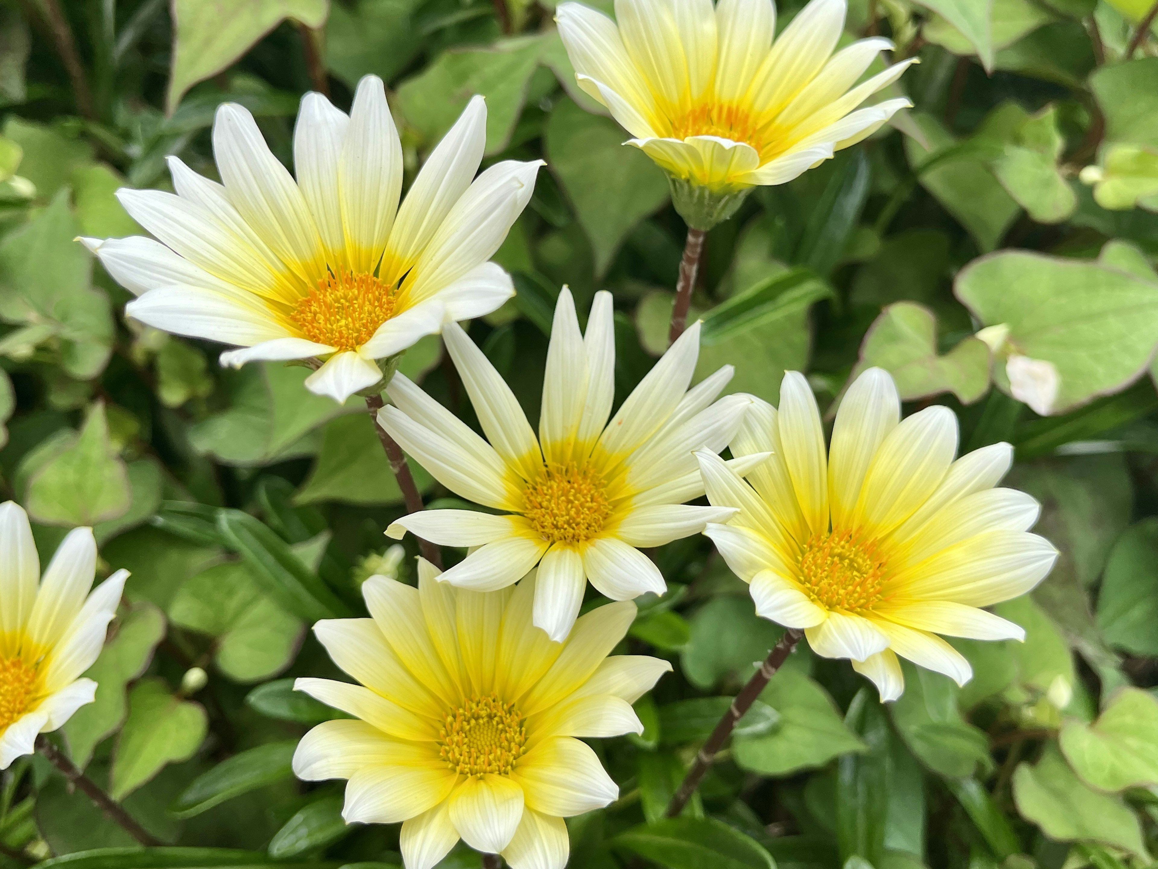 Close-up of daisies with white petals and yellow centers