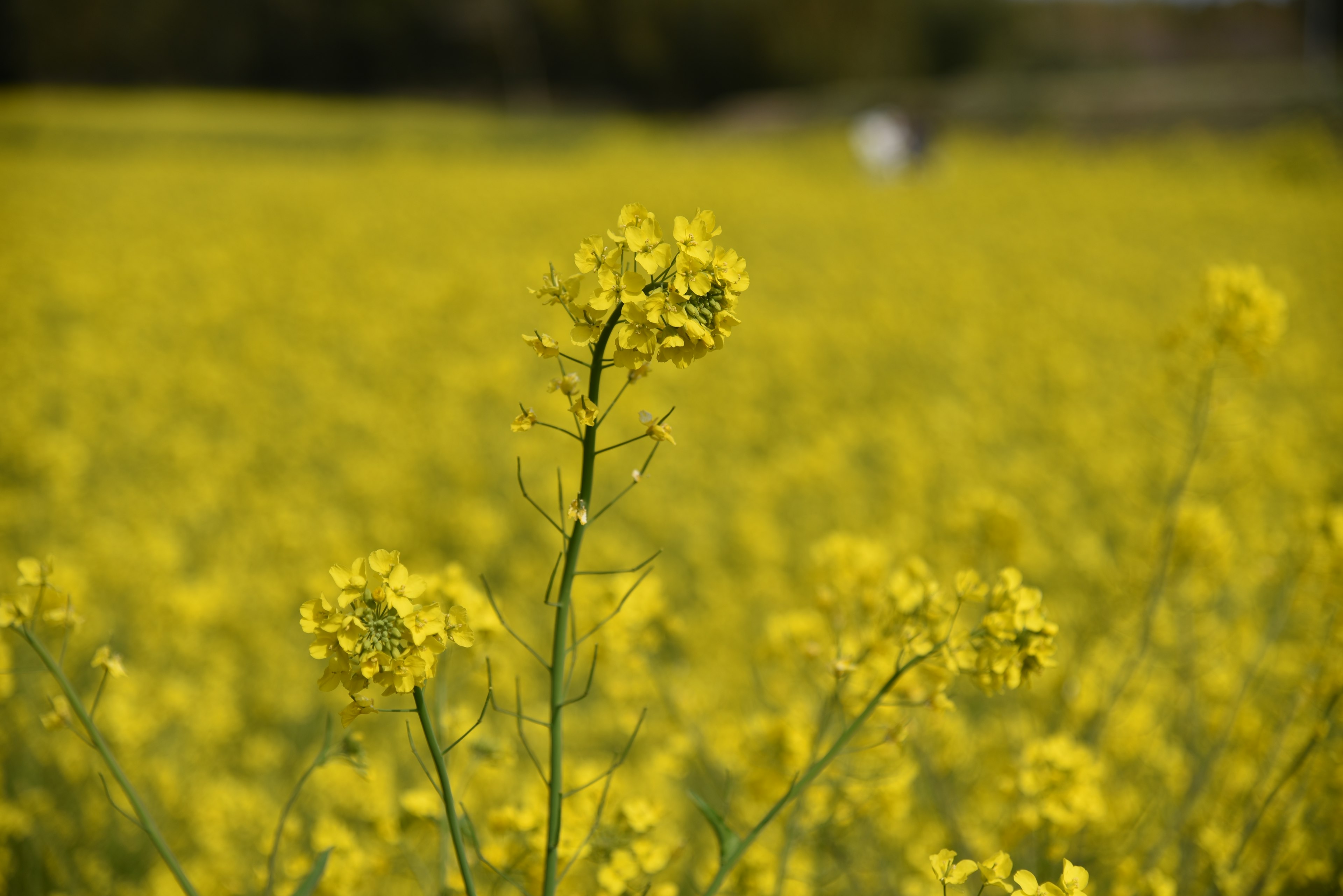 黄色い花が咲く菜の花畑のクローズアップ