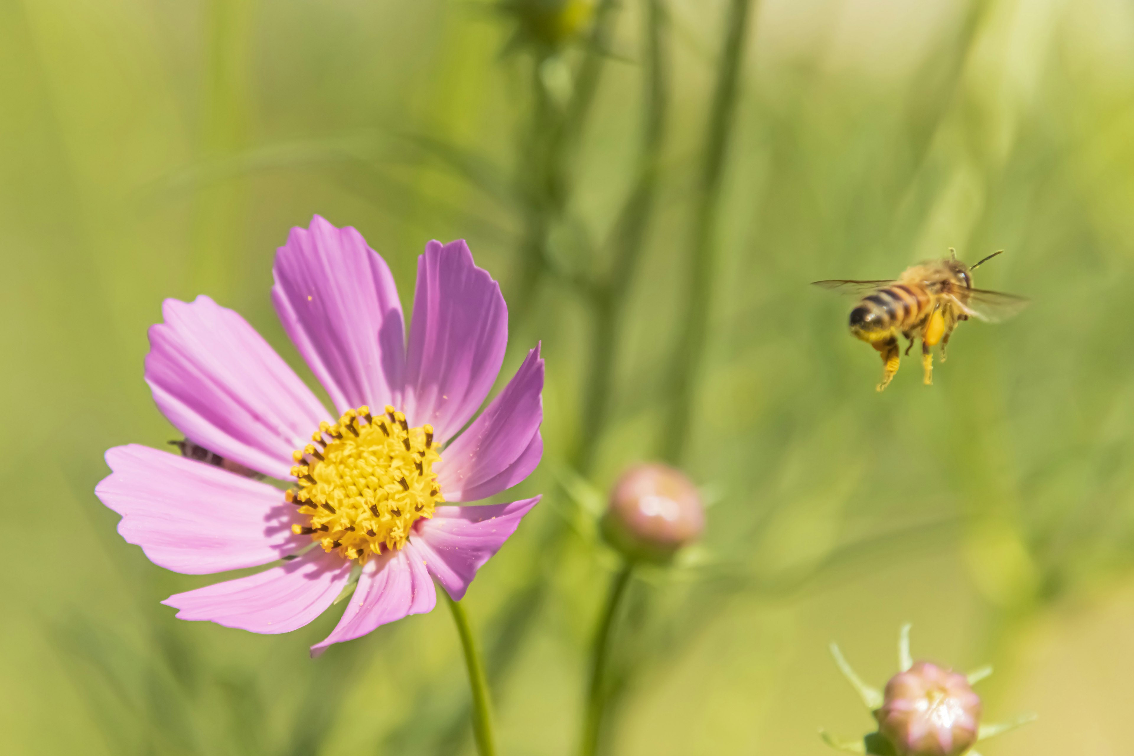 ピンクのコスモスの花とその周りを飛ぶミツバチ