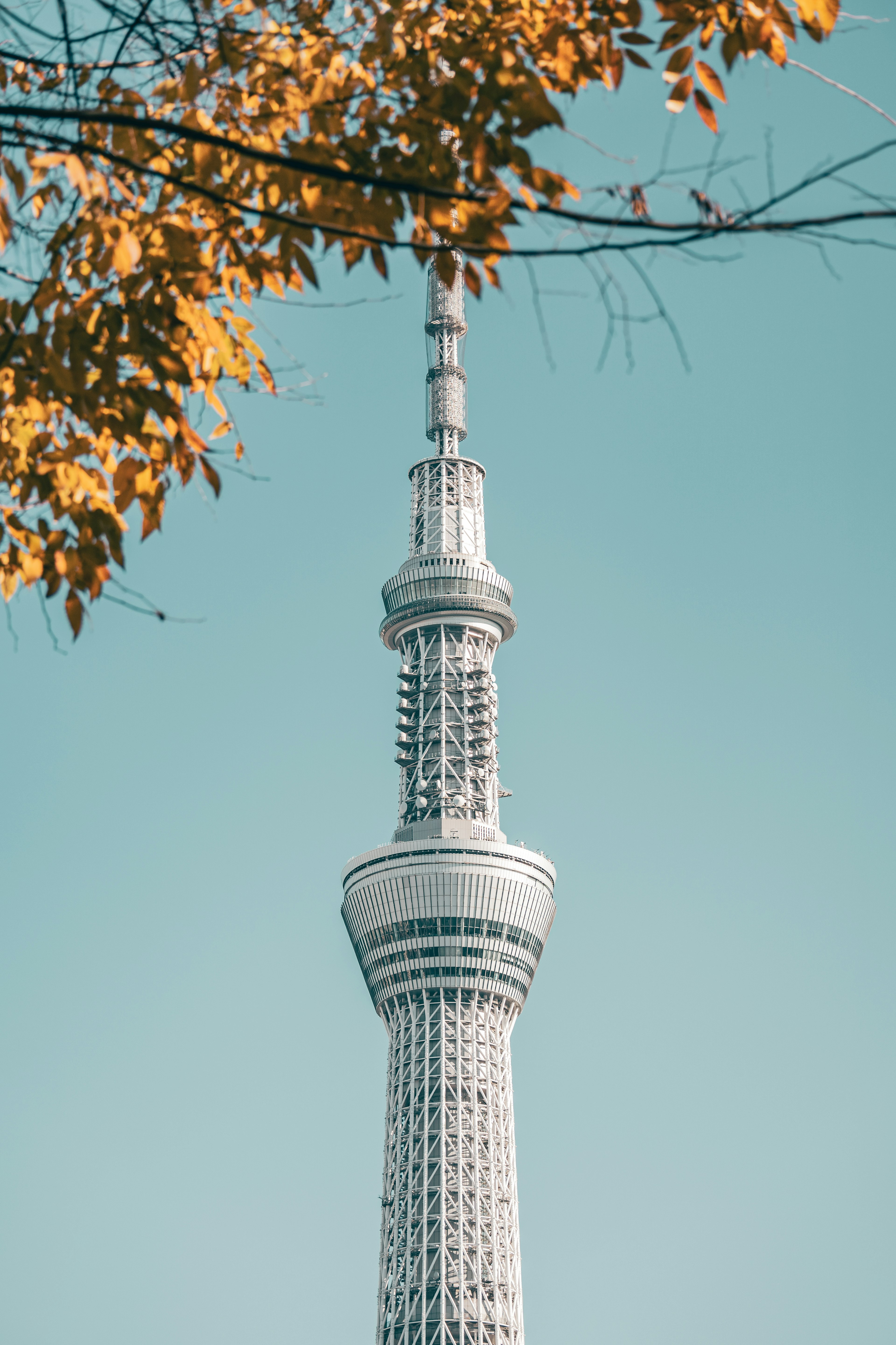 東京スカイツリーの高い塔と秋の葉