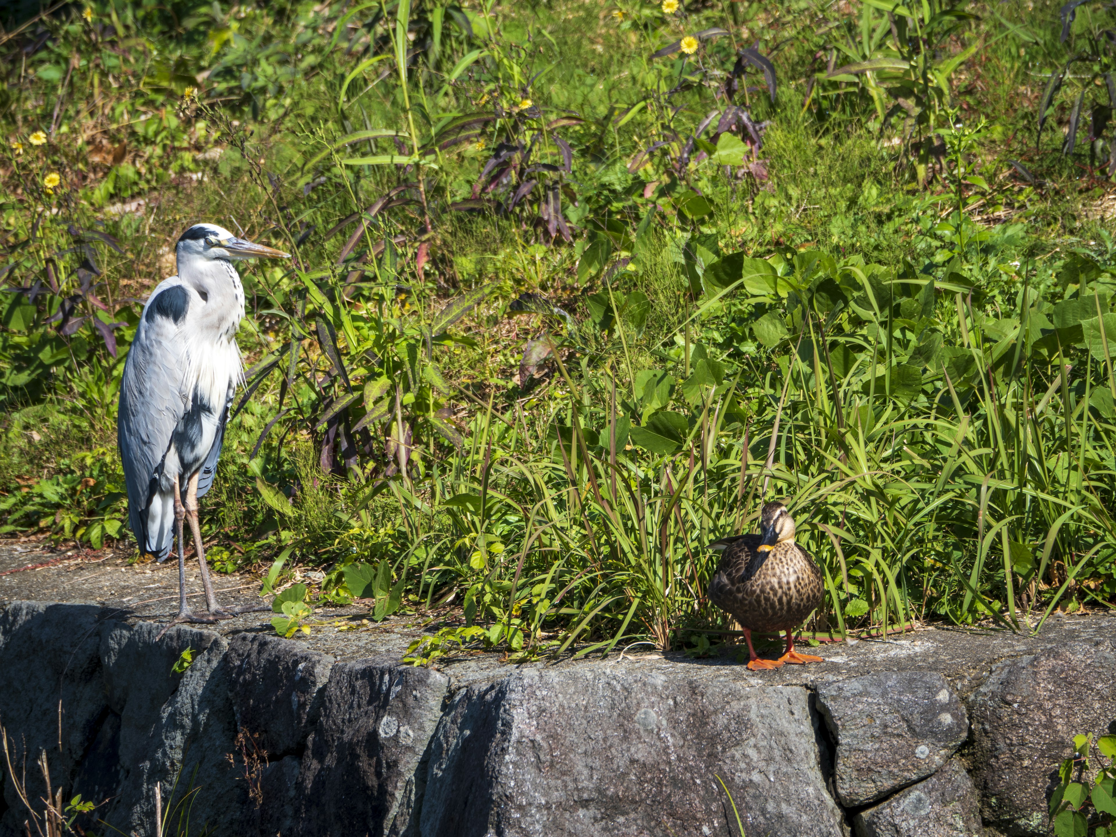 Un héron et un canard se tenant sur une pierre au milieu de l'herbe verte sous un ciel bleu