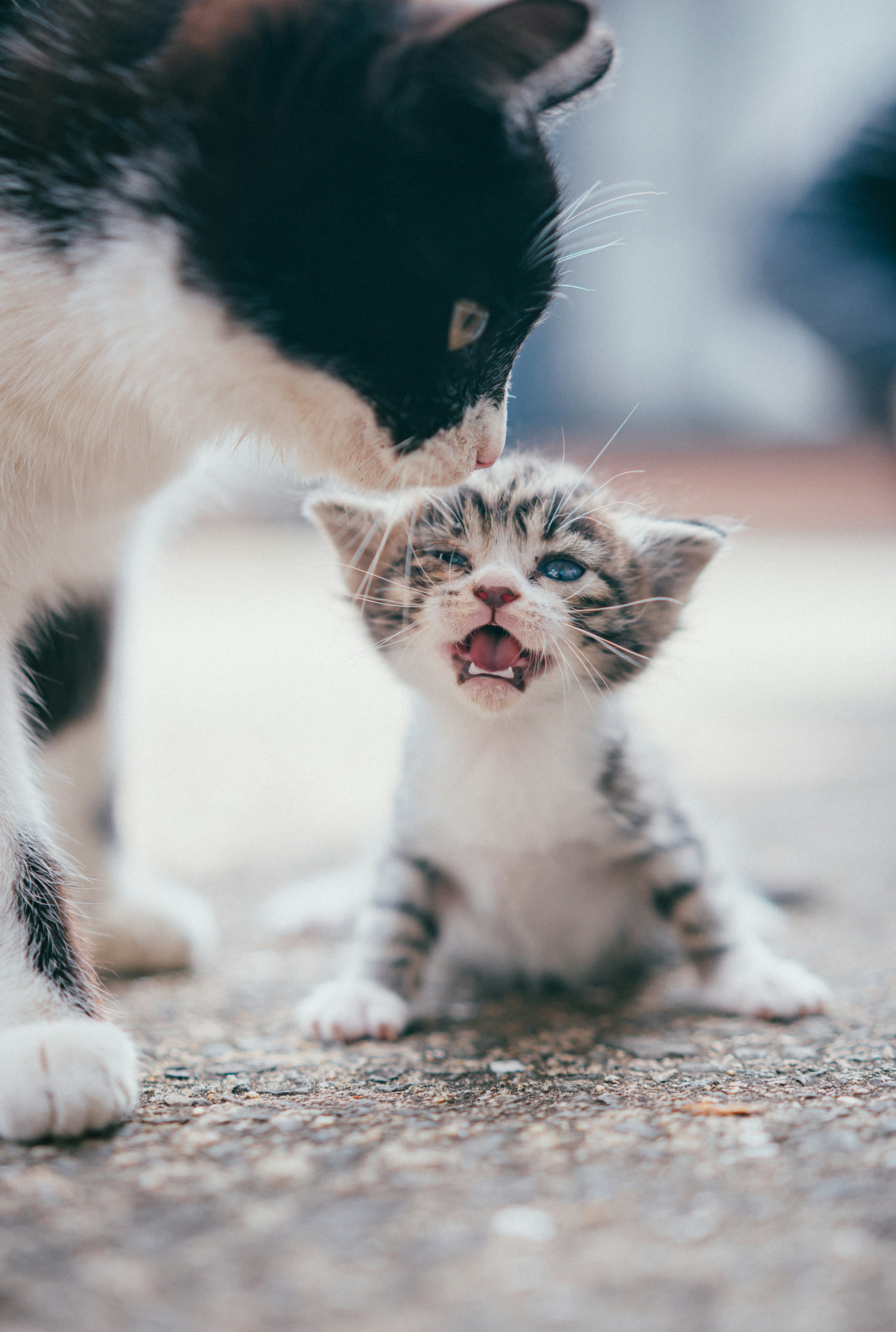 A mother cat and a kitten interacting nose to nose