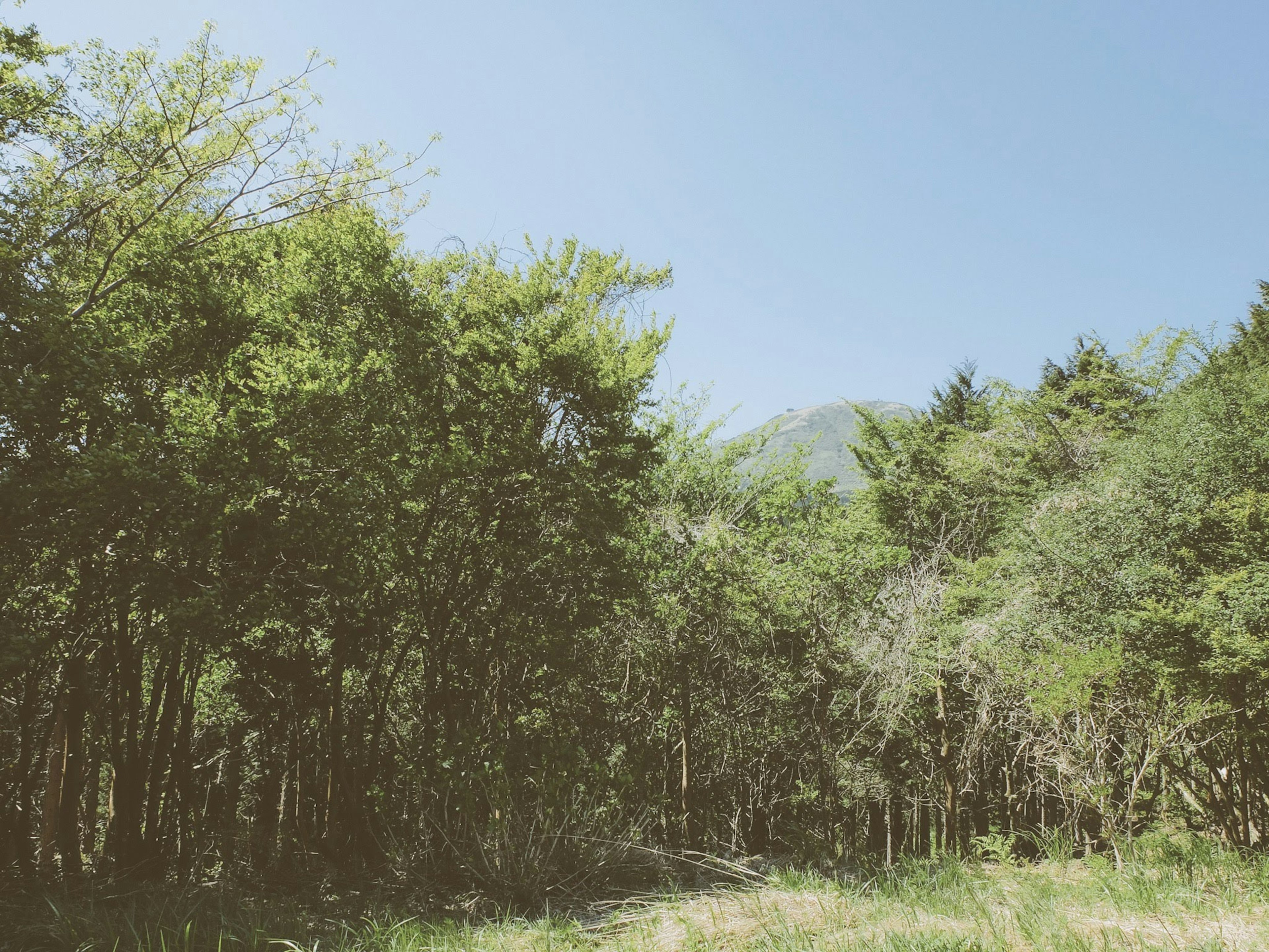 Paesaggio forestale lussureggiante sotto un cielo blu chiaro